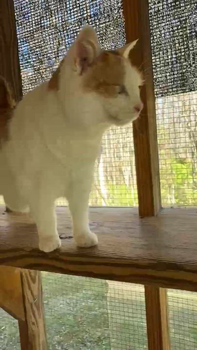 Enlarge Priss, a Adoptable Domestic Short Hair in Talbott, TN video 5/6