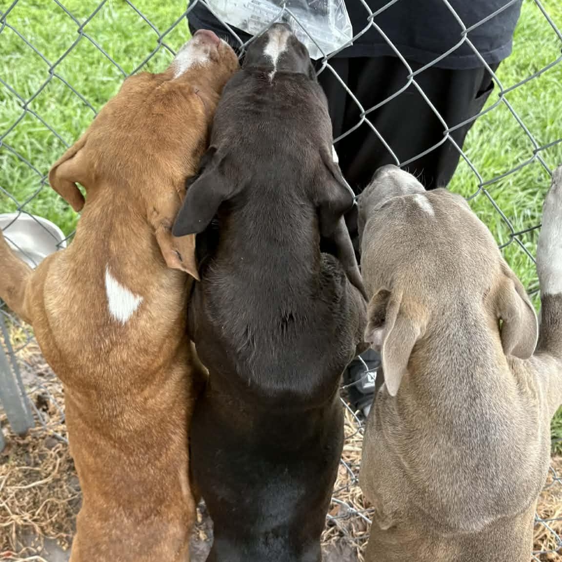 Enlarge Chase, a Adoptable mixed breed in Ayden, NC image 3/3