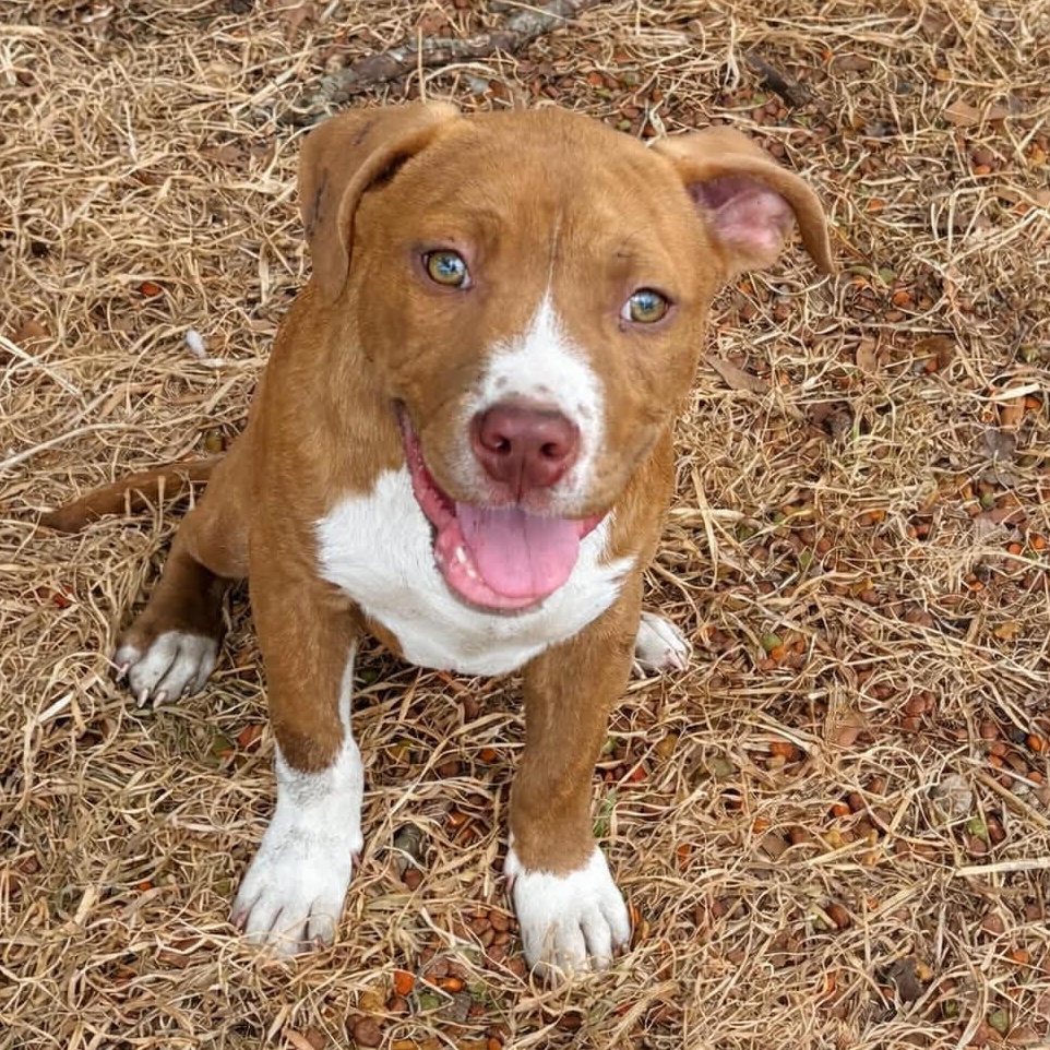 Chase, Adoptable, Puppy Male American Bulldog.