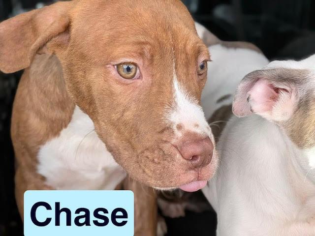 Enlarge Chase, a Adoptable mixed breed in Ayden, NC image 2/3