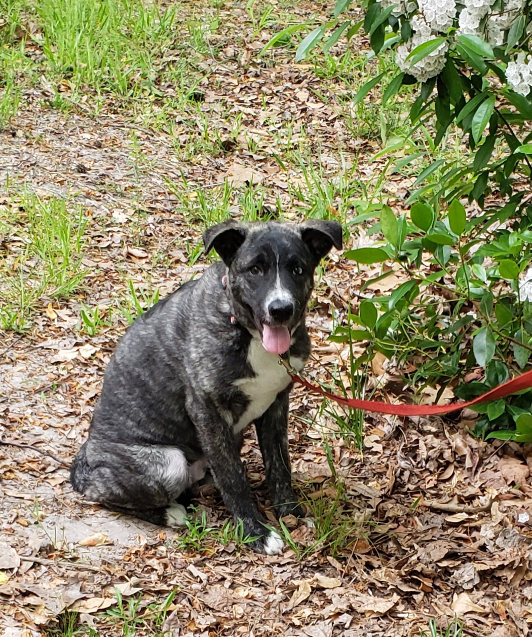 Enlarge Benji, a Adoptable mixed breed in Suffolk, VA image 3/4