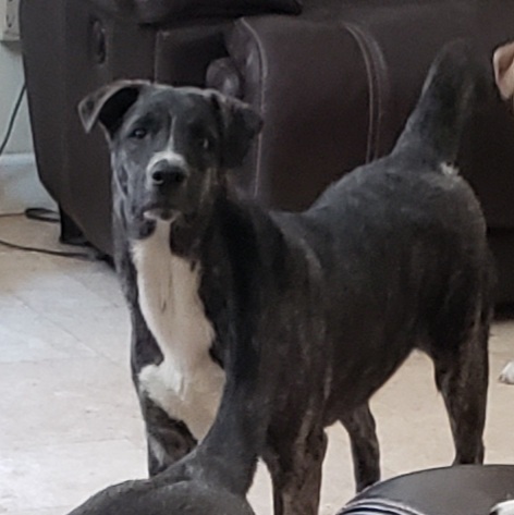 Enlarge Benji, a Adoptable mixed breed in Suffolk, VA image 2/4