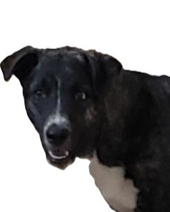 Enlarge Benji, a Adoptable mixed breed in Suffolk, VA image 4/4