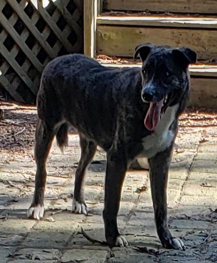 Benji, Adoptable, Young Male Husky.