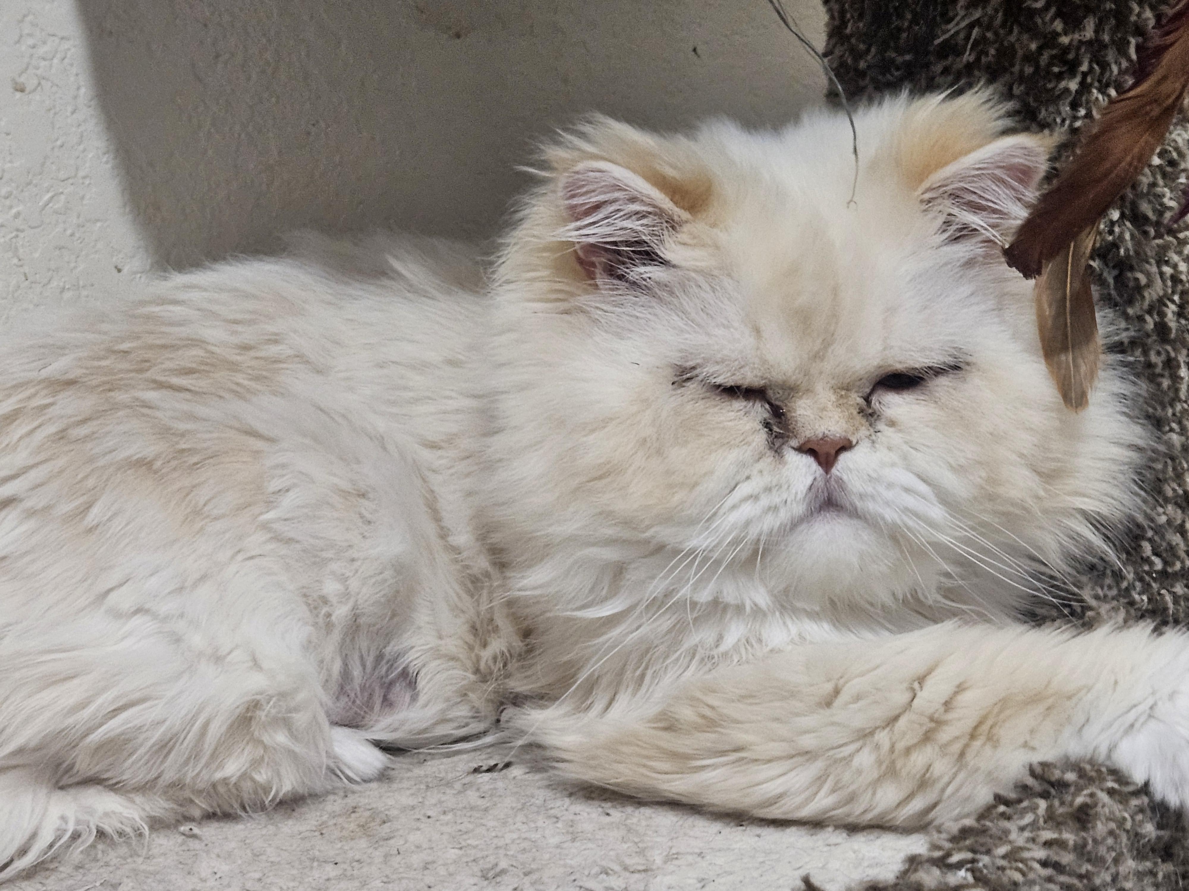 Shaggy, a ADOPTABLE Persian in Orlando, FL image 6/6
