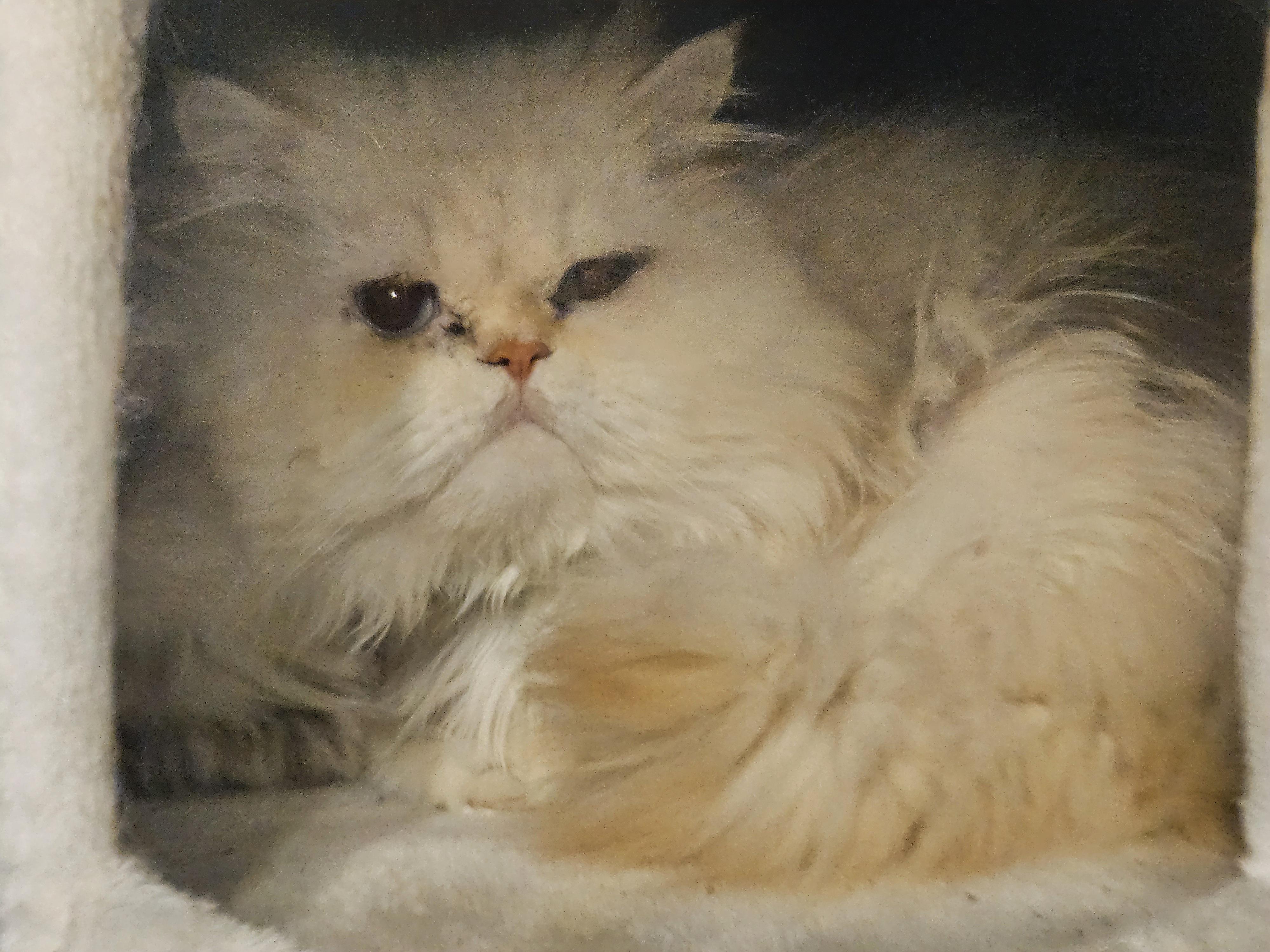 Shaggy, a ADOPTABLE Persian in Orlando, FL image 3/6