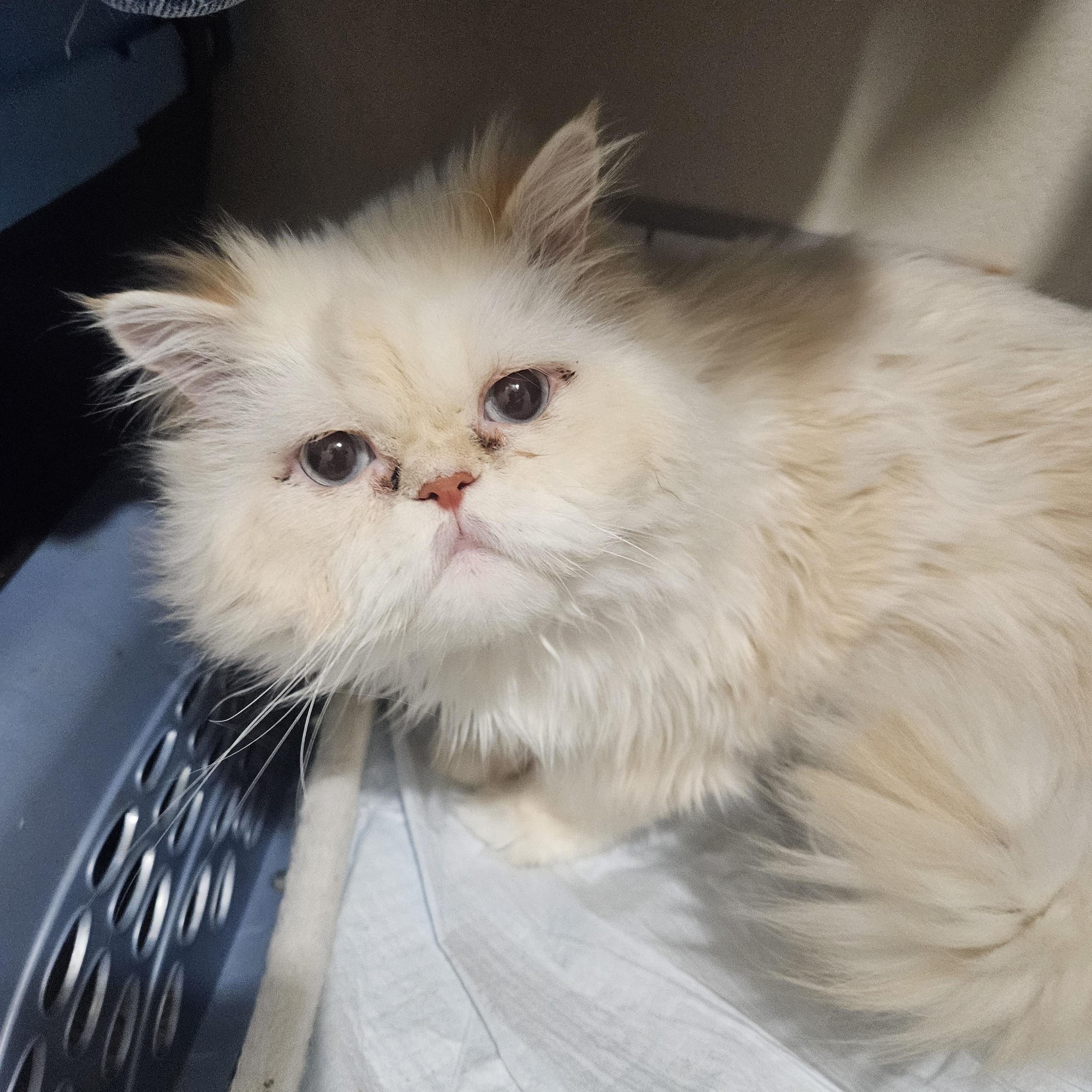 Shaggy, a ADOPTABLE Persian in Orlando, FL image 5/6