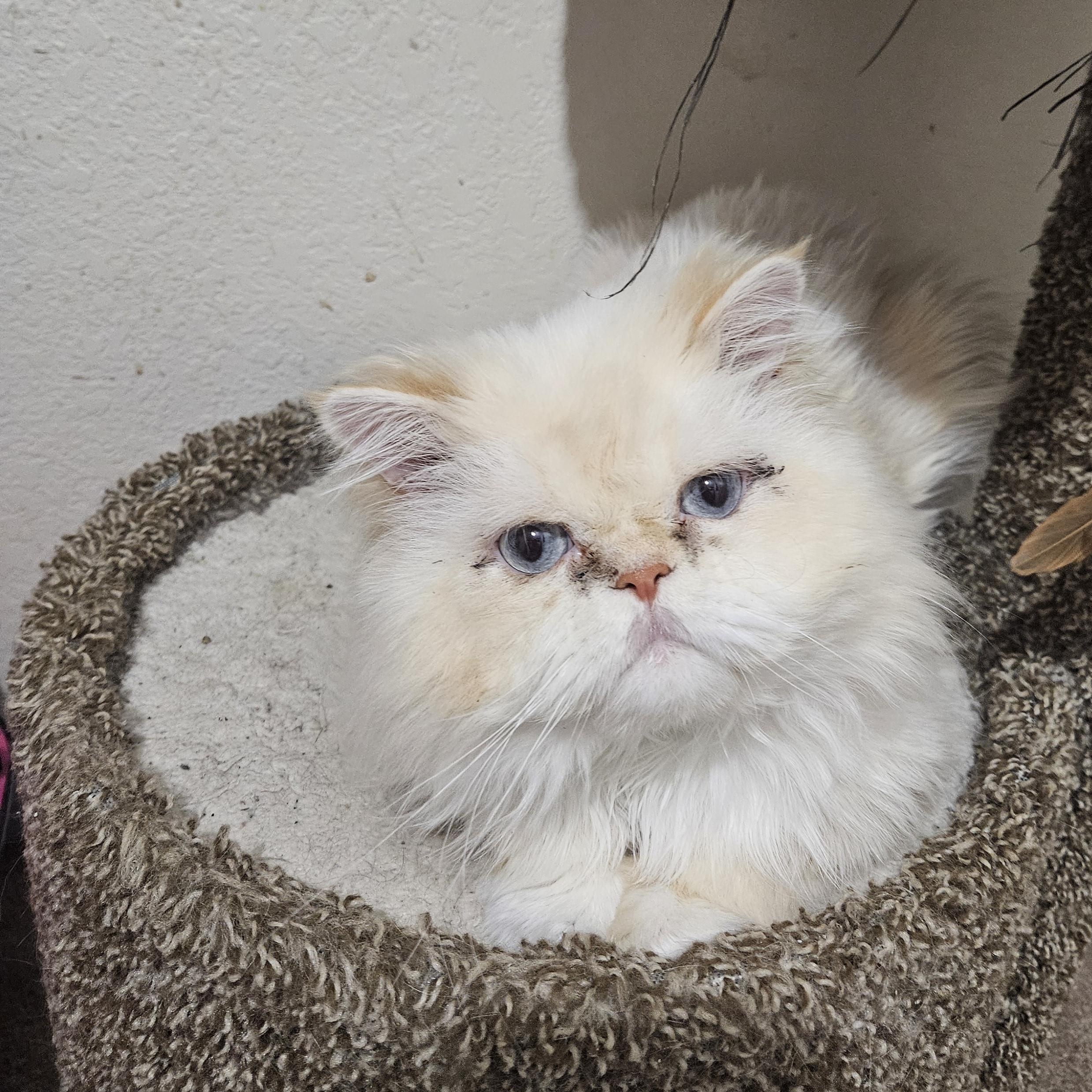 Shaggy, a ADOPTABLE Persian in Orlando, FL image 2/6