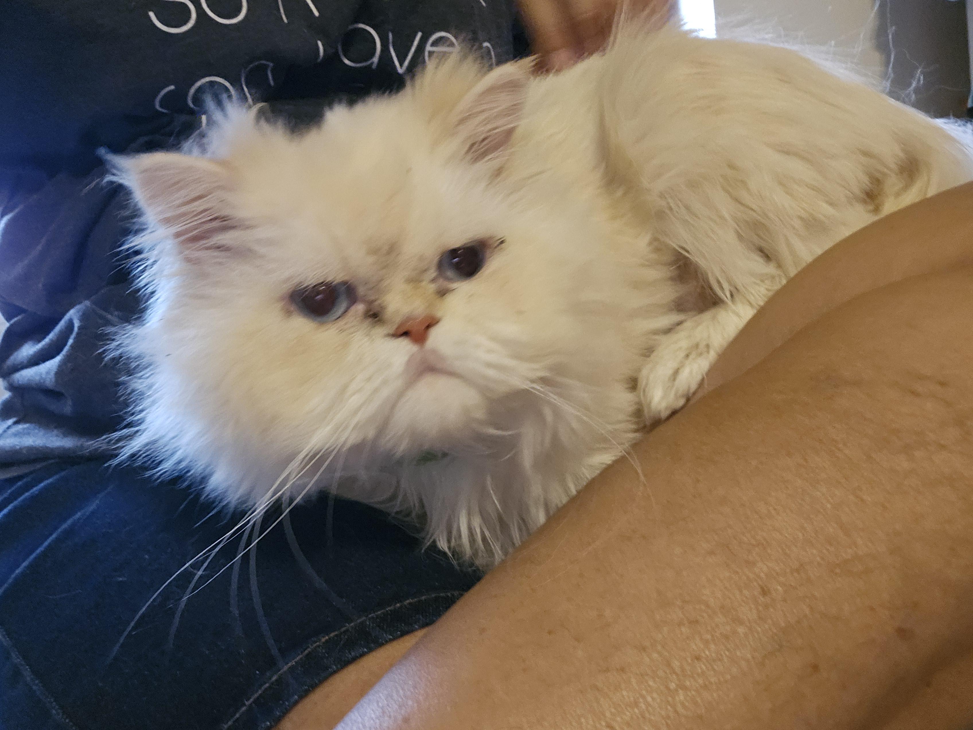 Shaggy, a ADOPTABLE Persian in Orlando, FL image 4/6