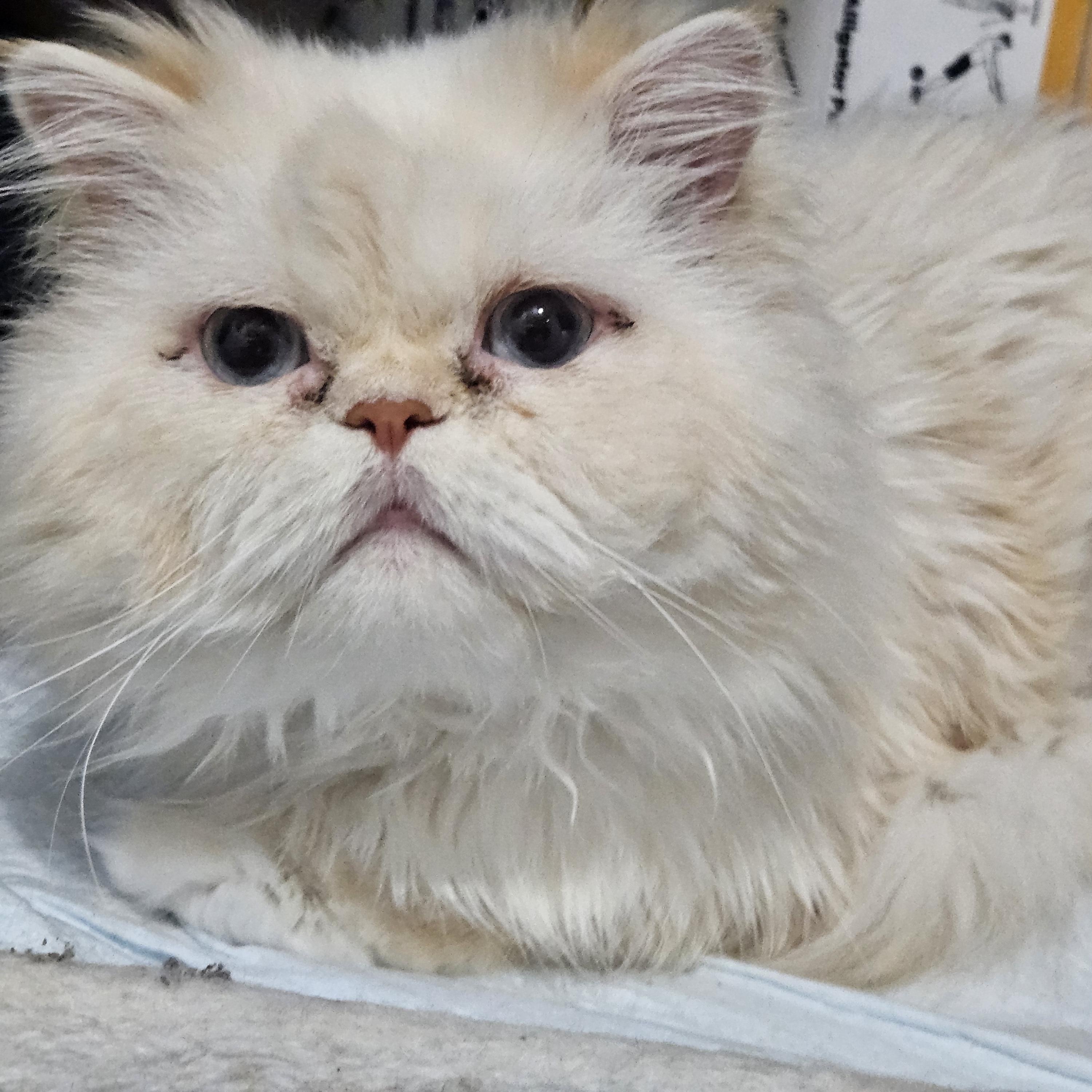 Shaggy, ADOPTABLE, Young Male Persian.