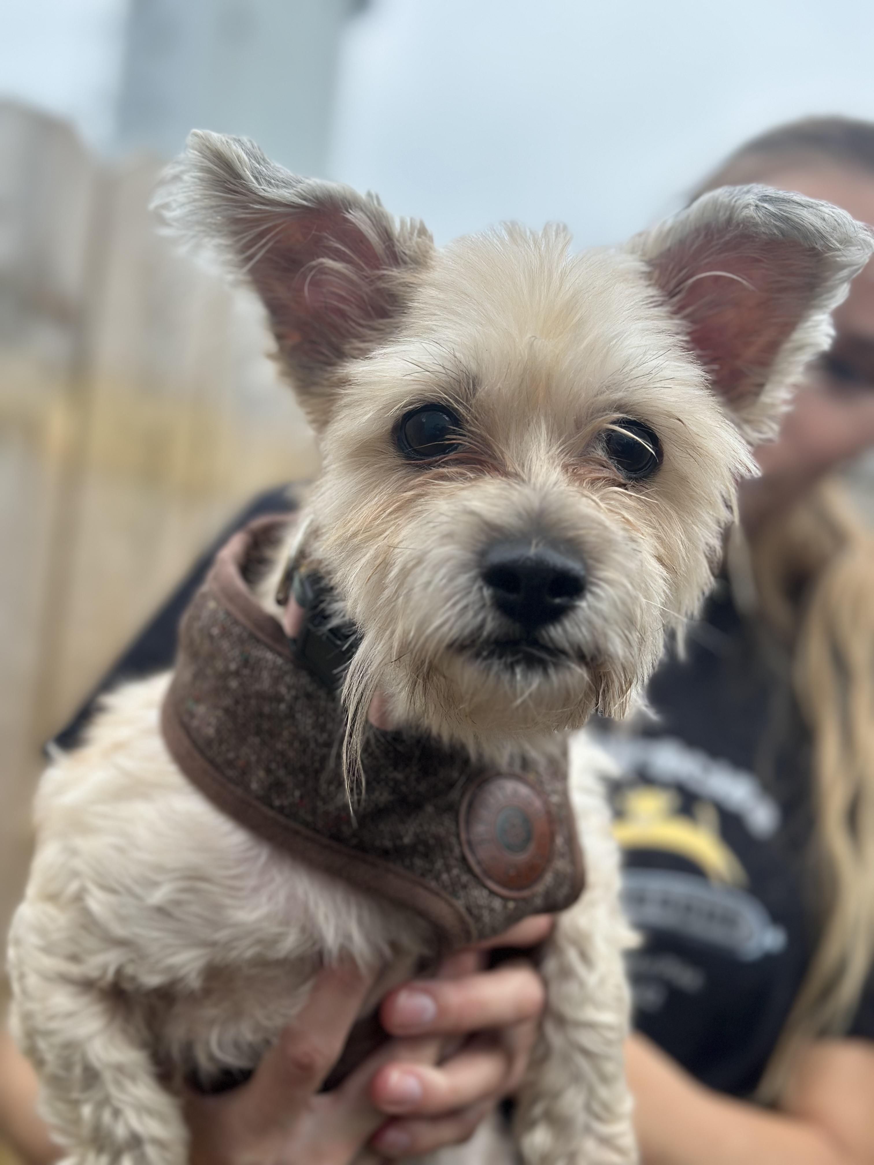 Enlarge Mattie, a Adoptable Maltese in Ellicott City, MD image 1/2