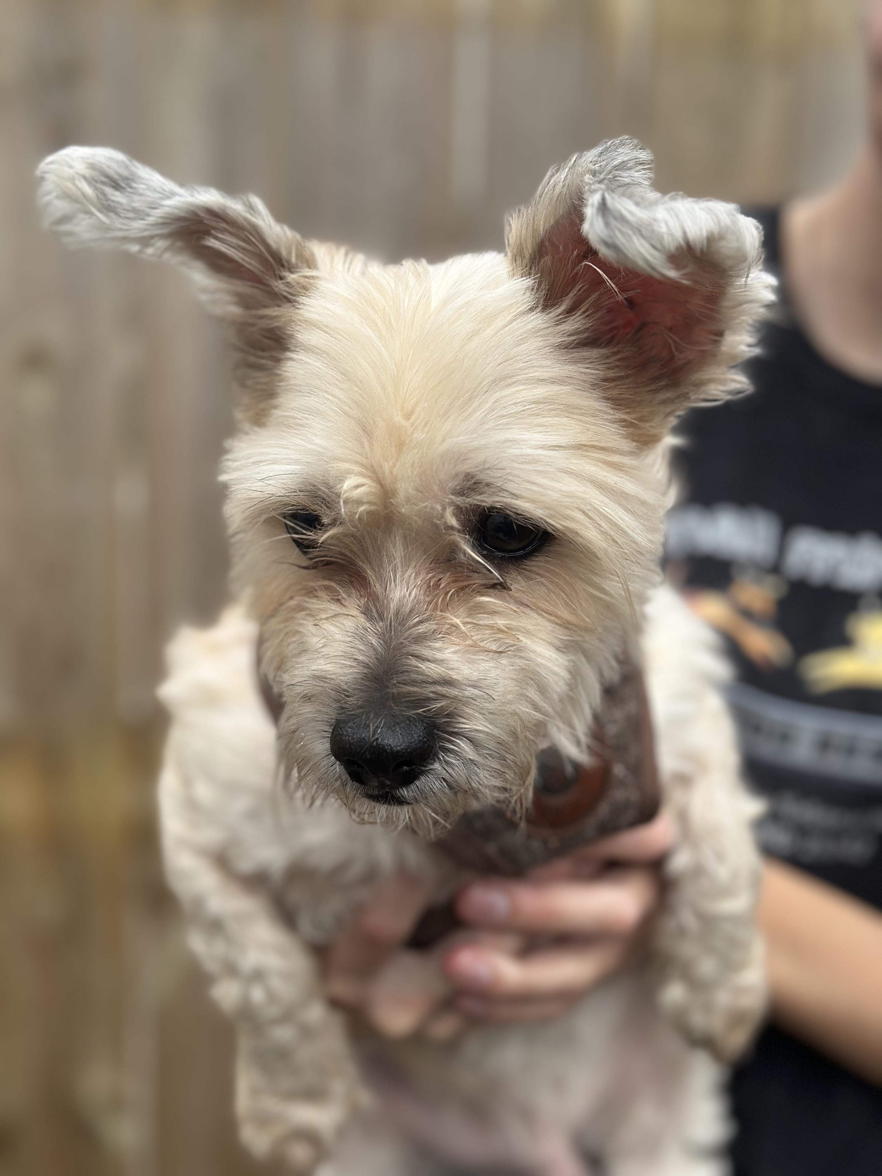 Enlarge Mattie, a Adoptable Maltese in Ellicott City, MD image 2/2
