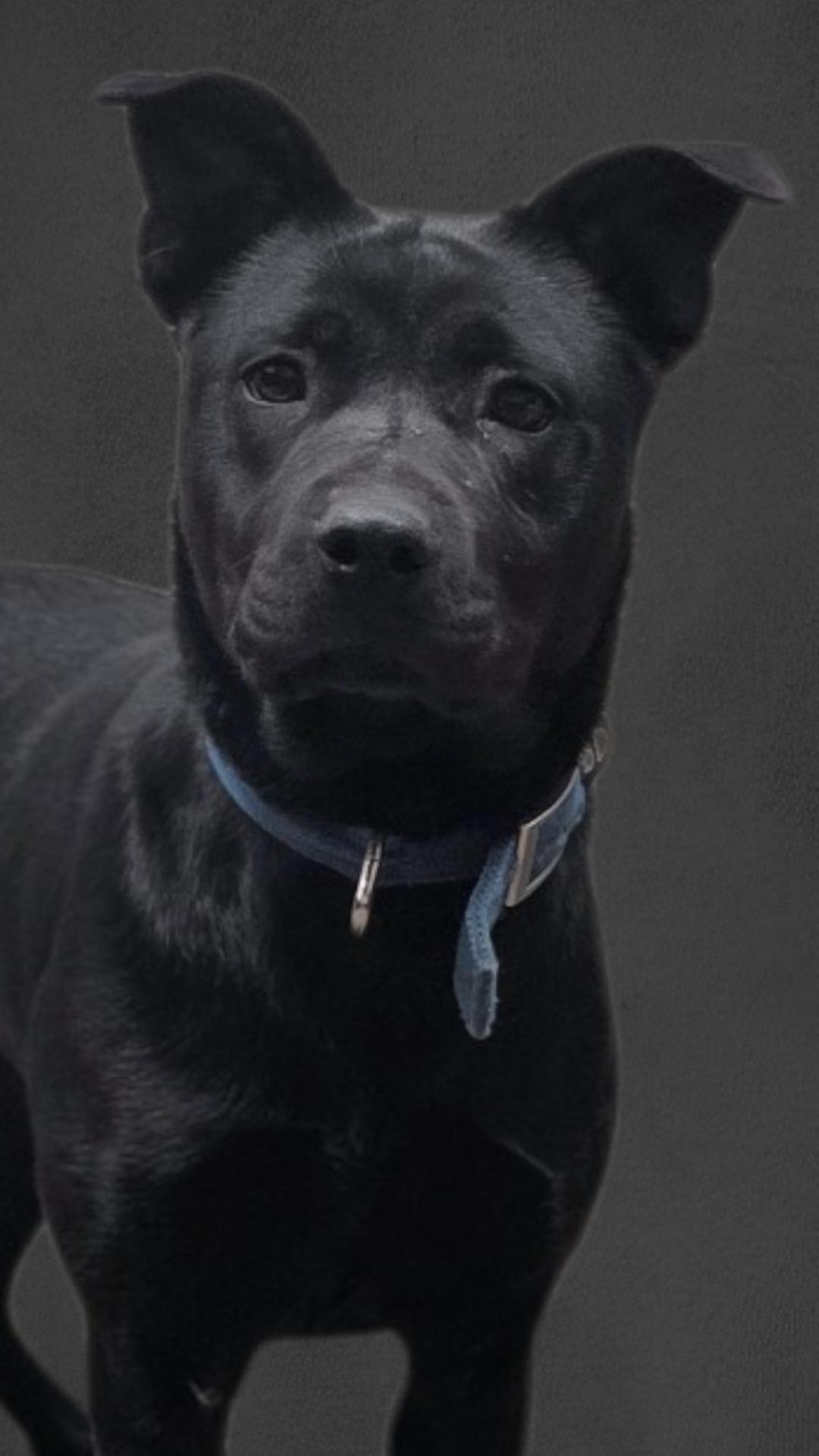 Lola *SPONSORED*, Adoptable, Adult Female Black Labrador Retriever & Pit Bull Terrier.