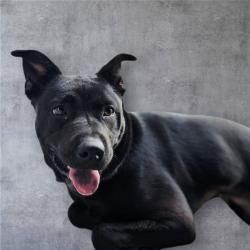 Enlarge Lola *Available for March Maddness Adoption Special*, a Adoptable mixed breed in Salamanca, NY image 2/2