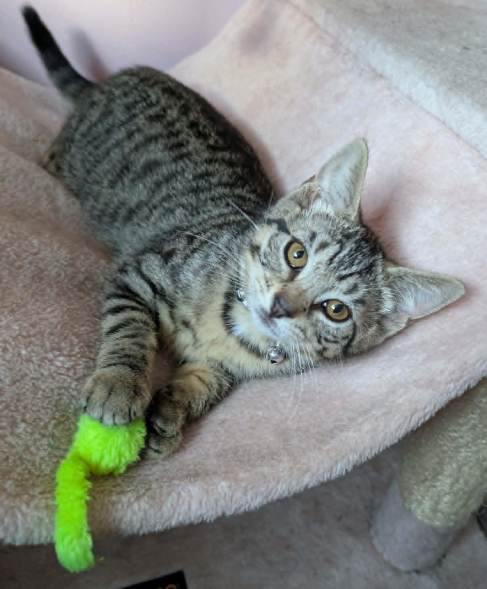 Enlarge Zeppole, a Adoptable Domestic Short Hair in Bayonne, NJ image 3/6