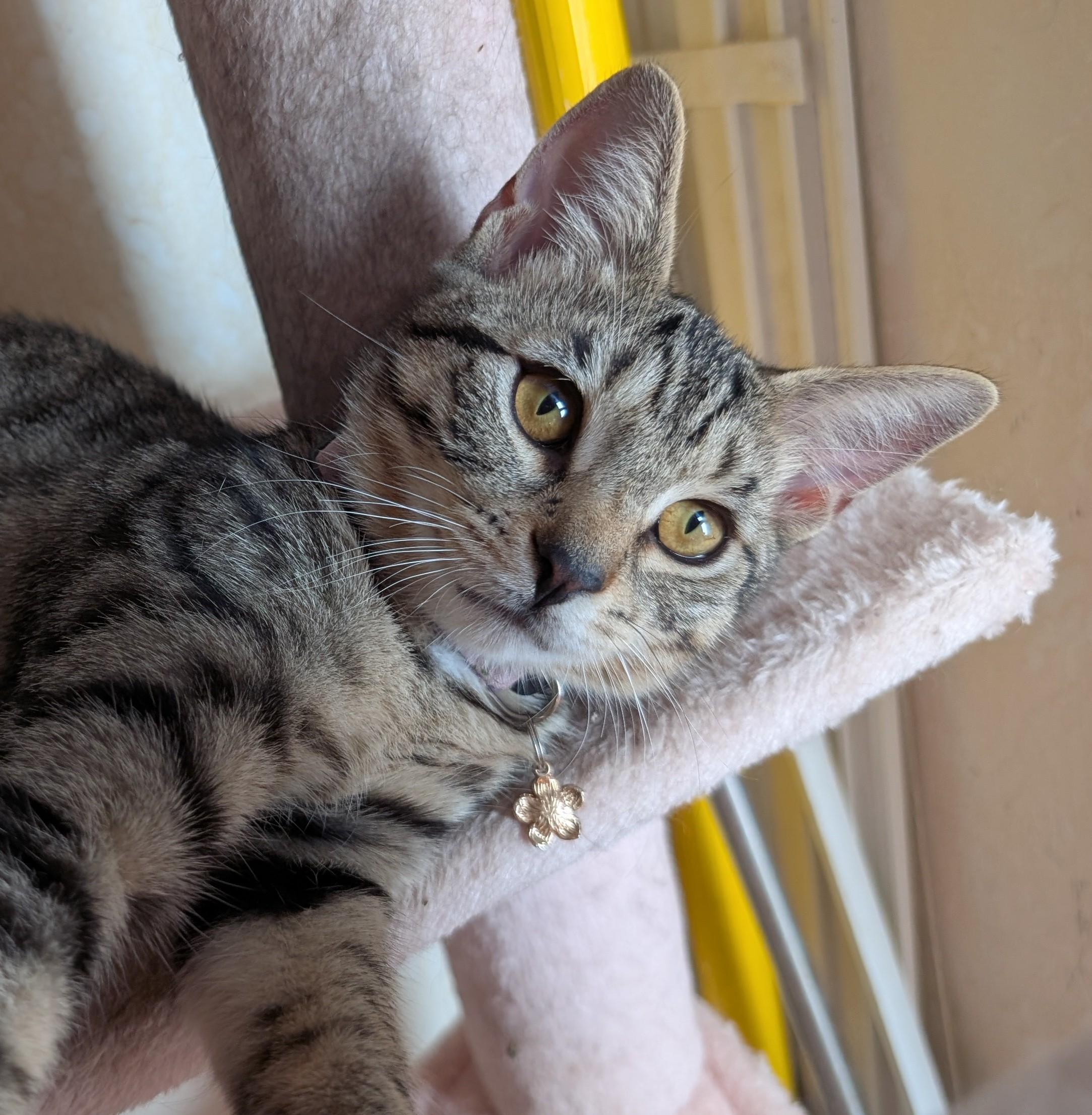 Enlarge Zeppole, a Adoptable Domestic Short Hair in Bayonne, NJ image 1/6
