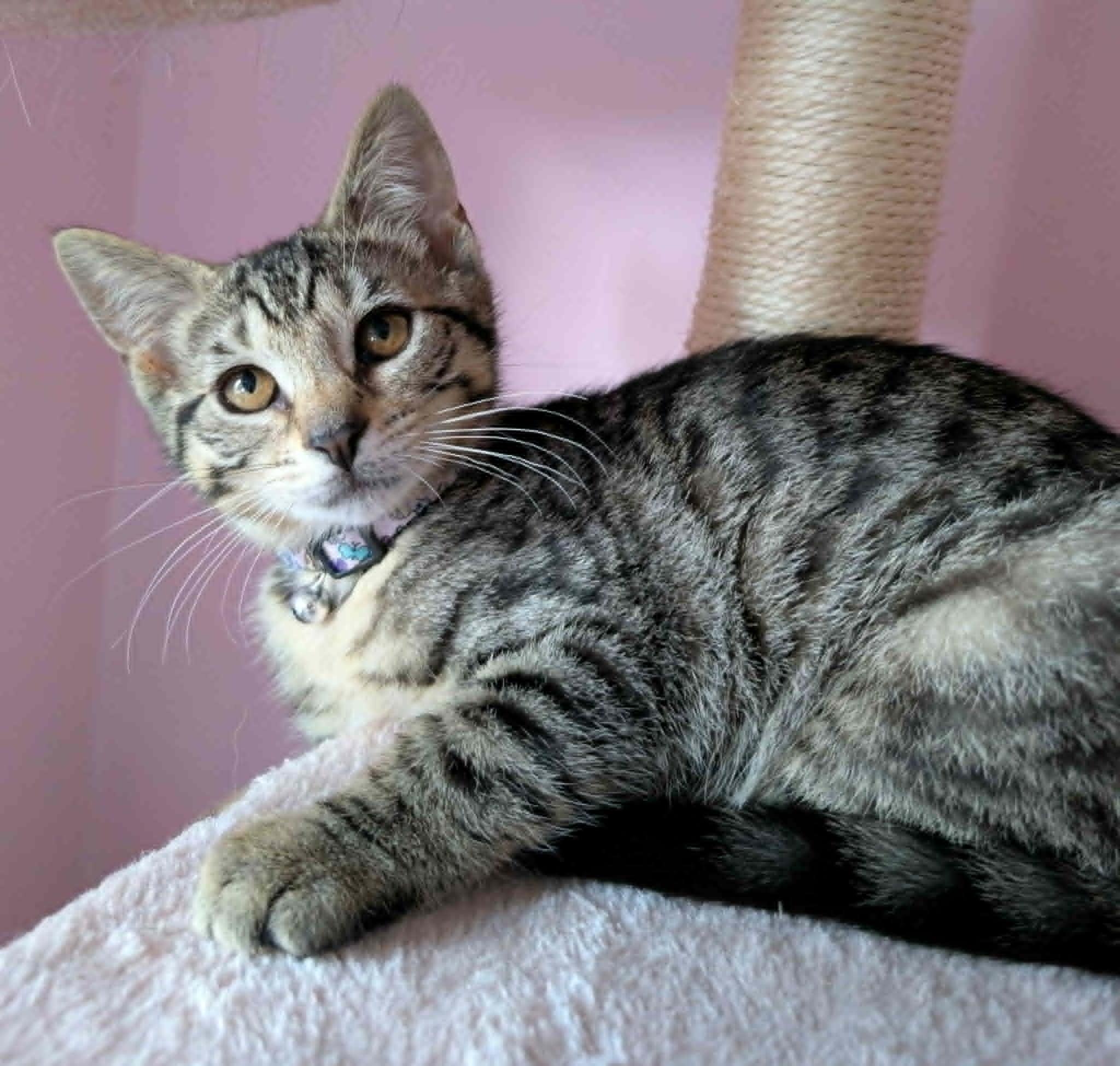 Zeppole, ADOPTABLE, Kitten Female Domestic Short Hair.