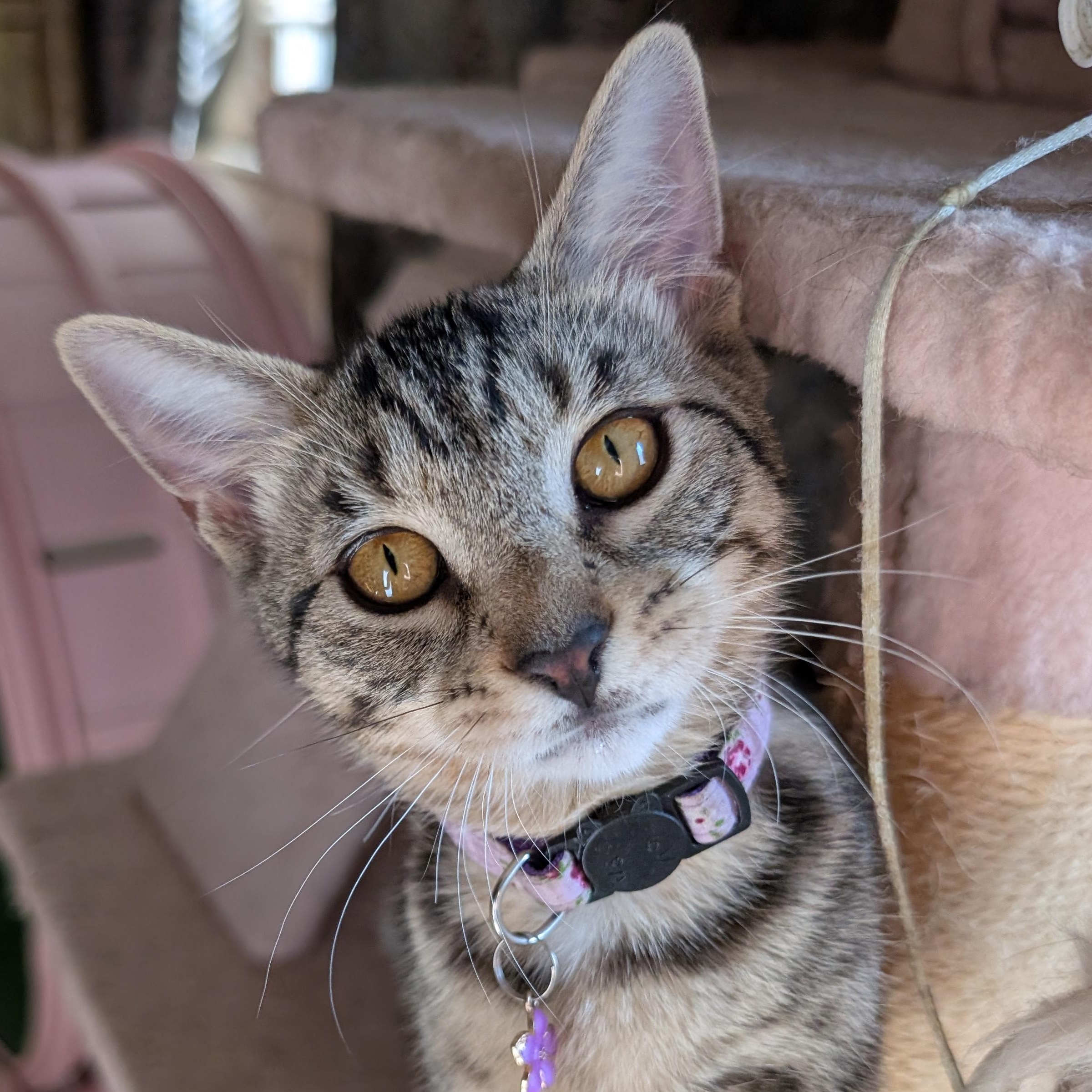 Enlarge Zeppole, a Adoptable Domestic Short Hair in Bayonne, NJ image 2/6
