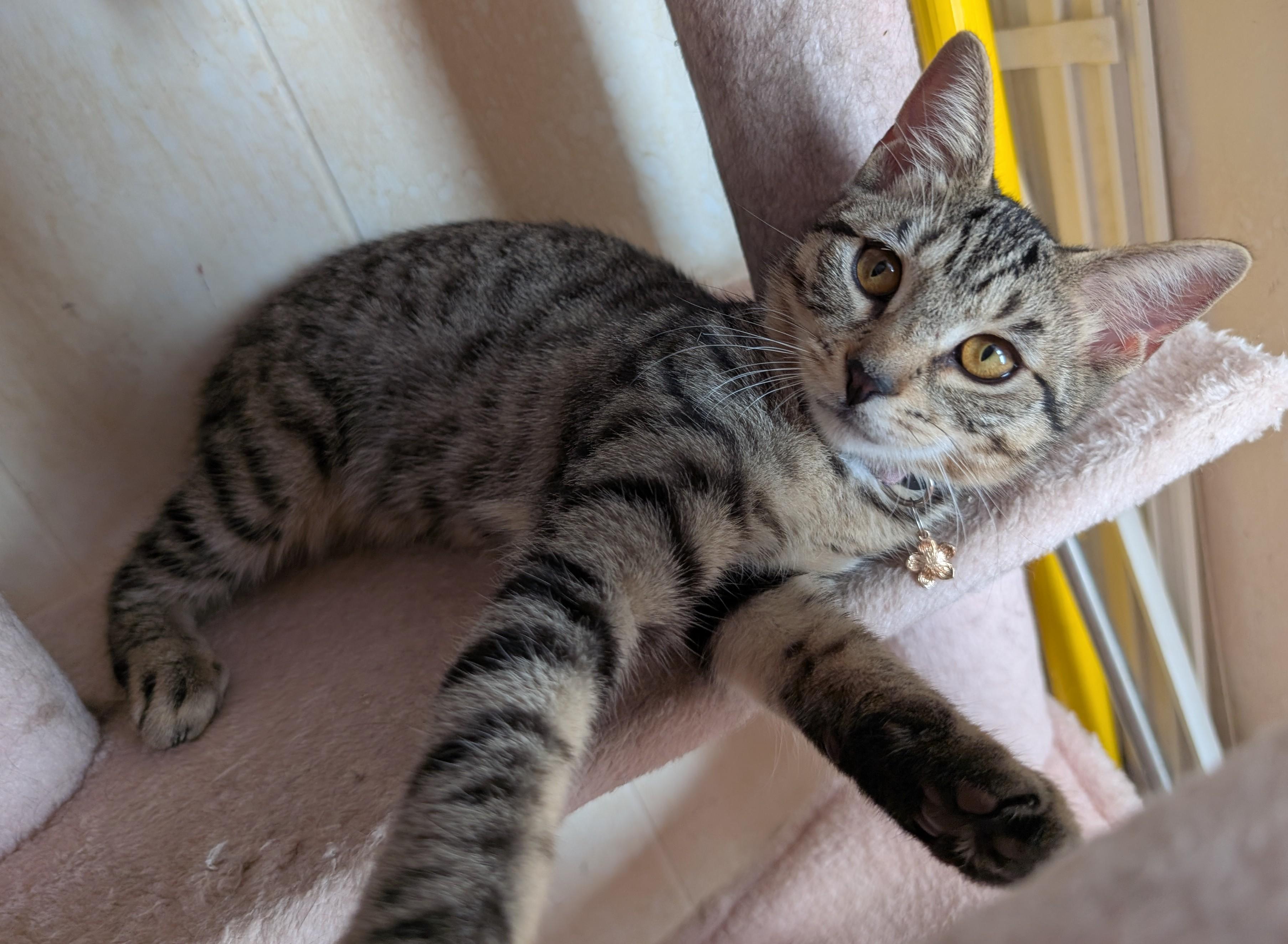 Enlarge Zeppole, a Adoptable Domestic Short Hair in Bayonne, NJ image 6/6