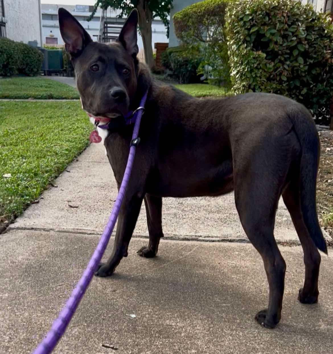 Chloe, a Adoptable mixed breed in Houston, TX image 5/6