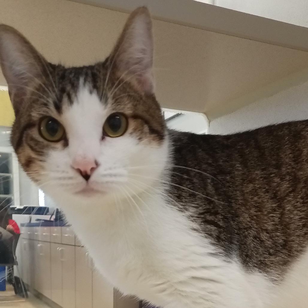 Holland, Adoptable, Young Male Domestic Short Hair.