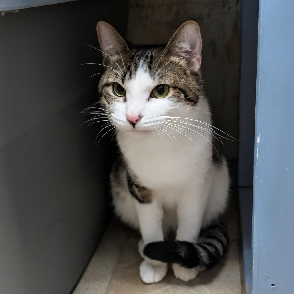Holland, a Adoptable Domestic Short Hair in Webster, TX image 2/6
