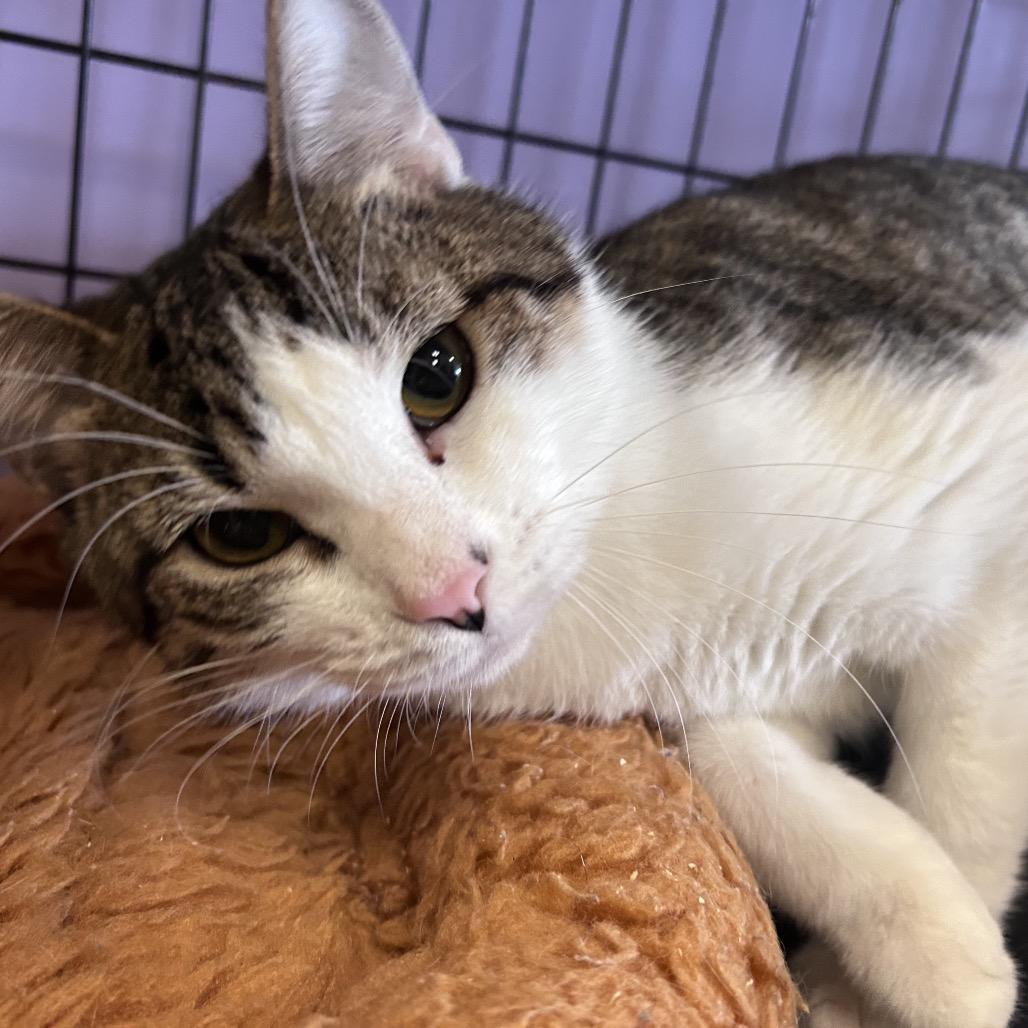 Holland, a Adoptable Domestic Short Hair in Webster, TX image 3/6
