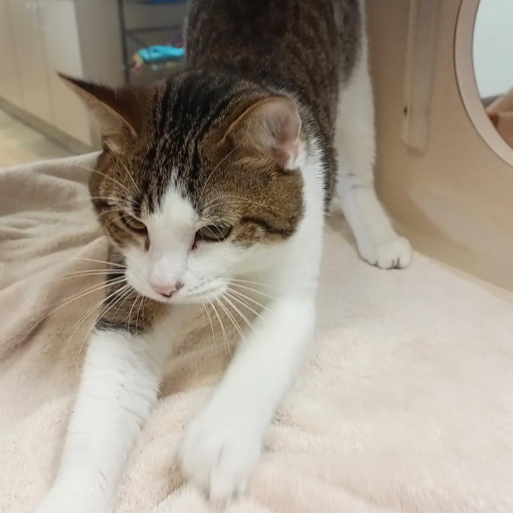 Holland, a Adoptable Domestic Short Hair in Webster, TX image 4/6