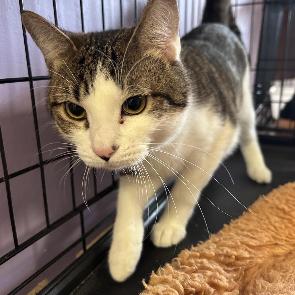 Holland, a Adoptable Domestic Short Hair in Webster, TX image 5/6