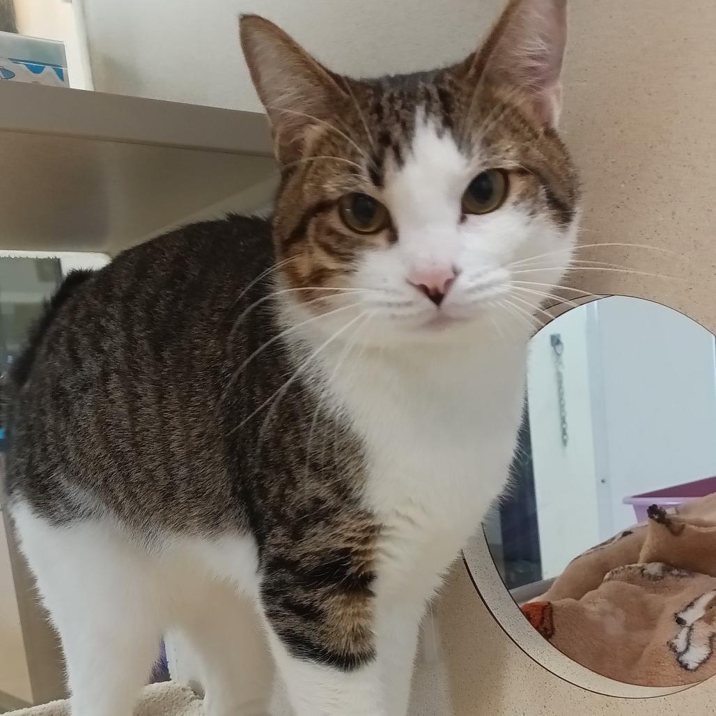 Holland, a Adoptable Domestic Short Hair in Webster, TX image 6/6
