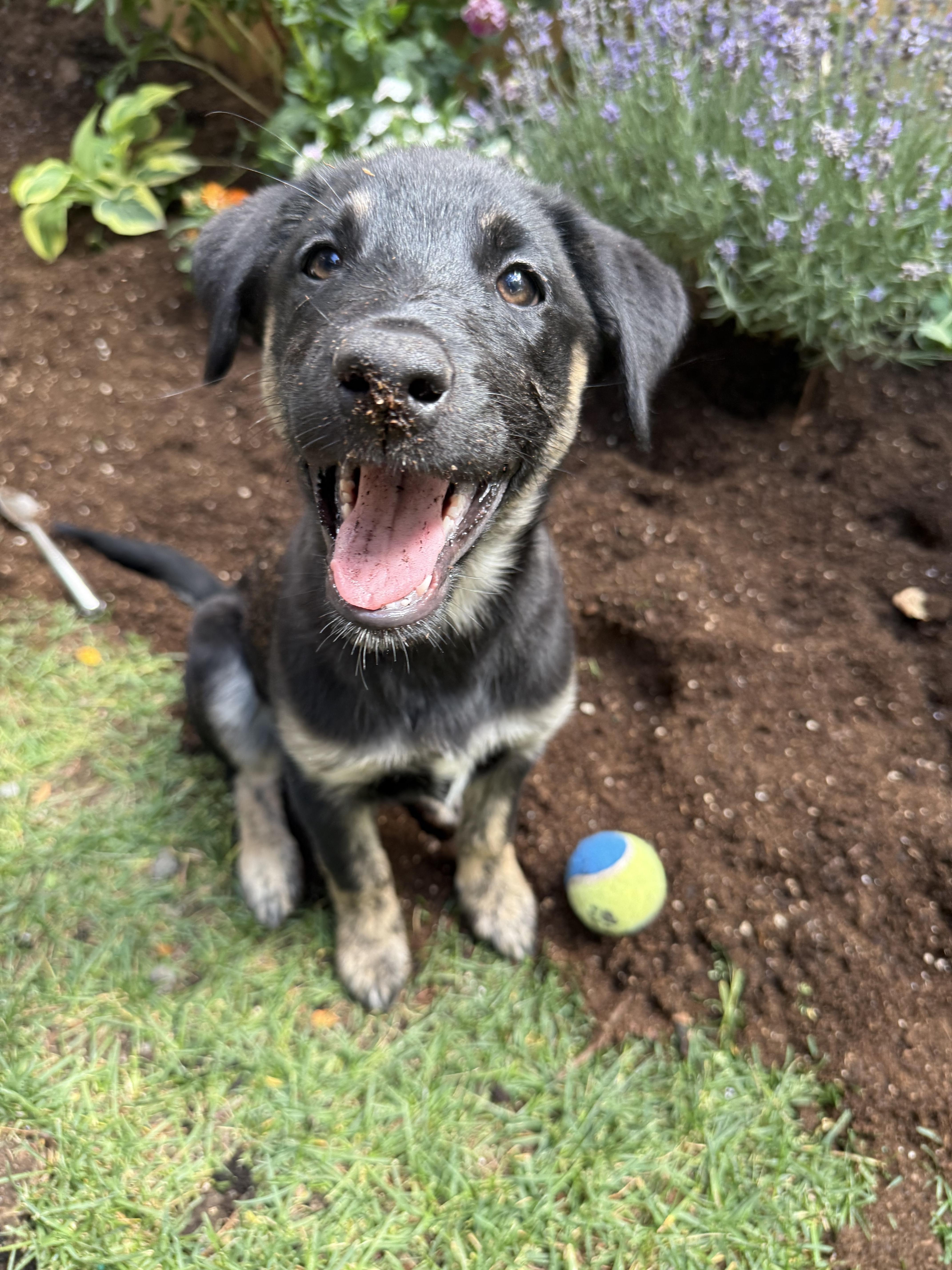 Enlarge Genevieve (Vivi), a Adopted mixed breed in Cottonwood Heights, UT image 2/6