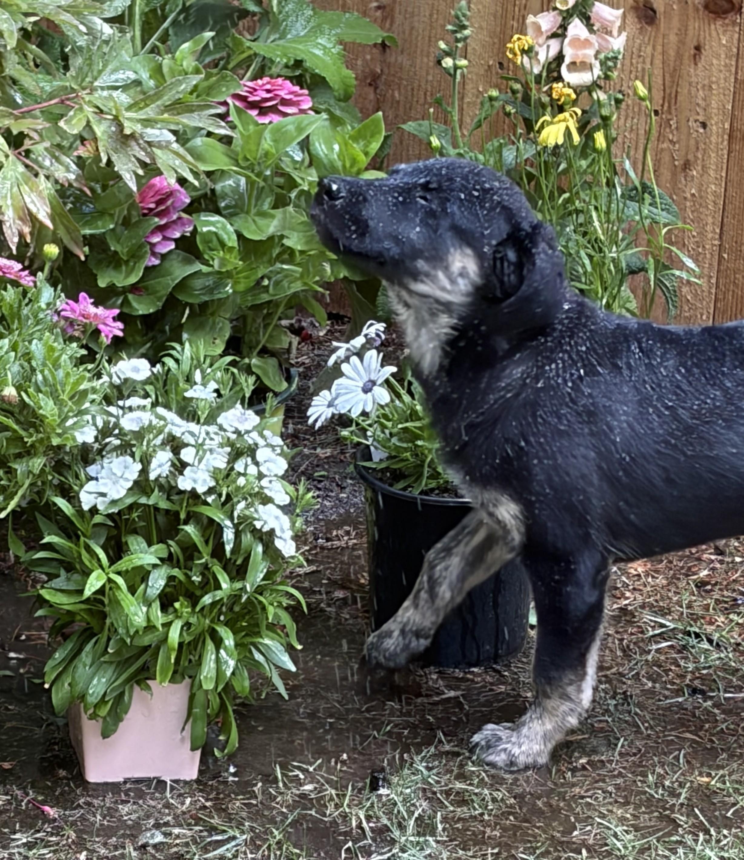 Enlarge Genevieve (Vivi), a Adopted mixed breed in Cottonwood Heights, UT image 3/6