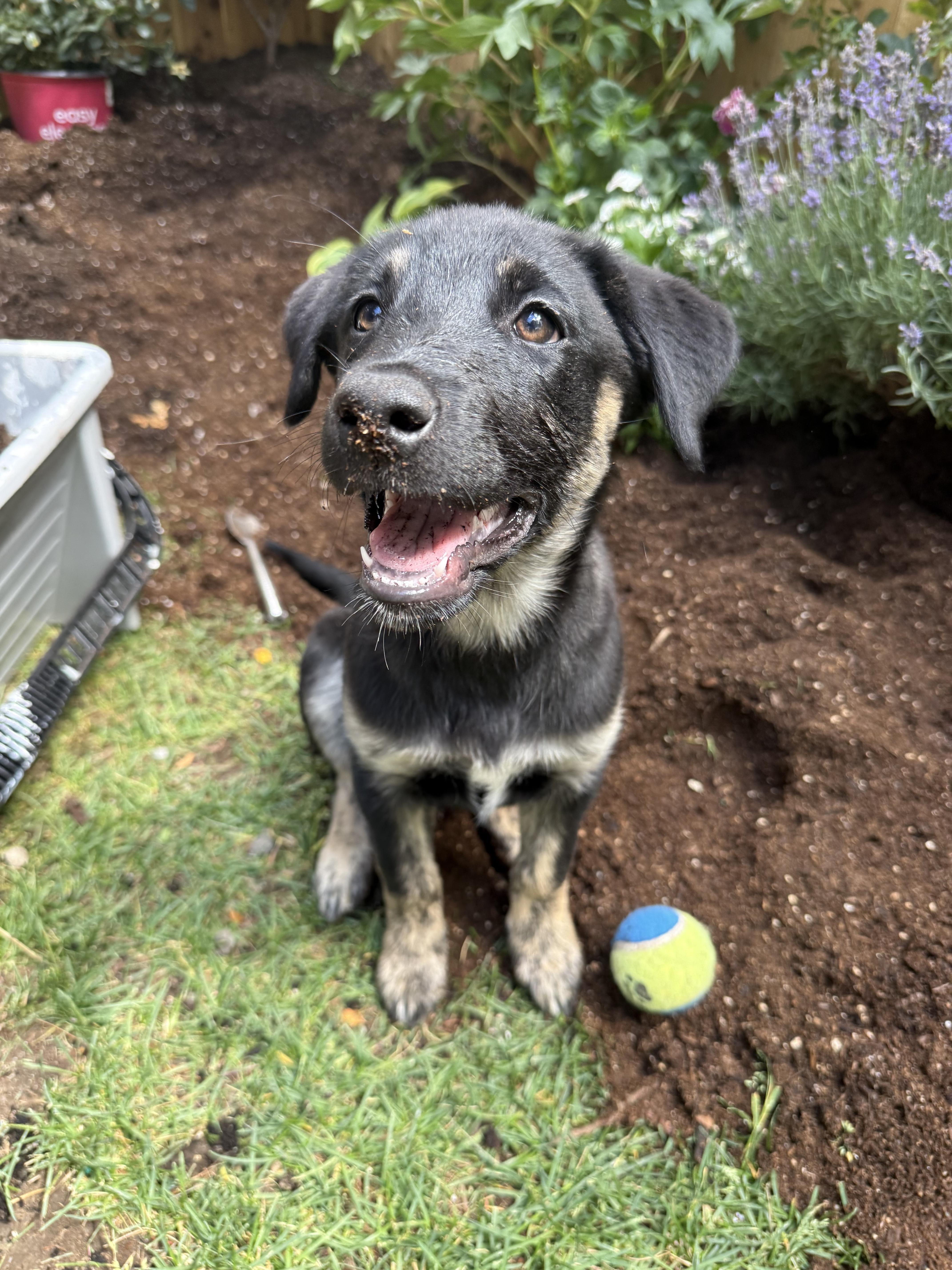 Enlarge Genevieve (Vivi), a Adopted mixed breed in Cottonwood Heights, UT image 6/6