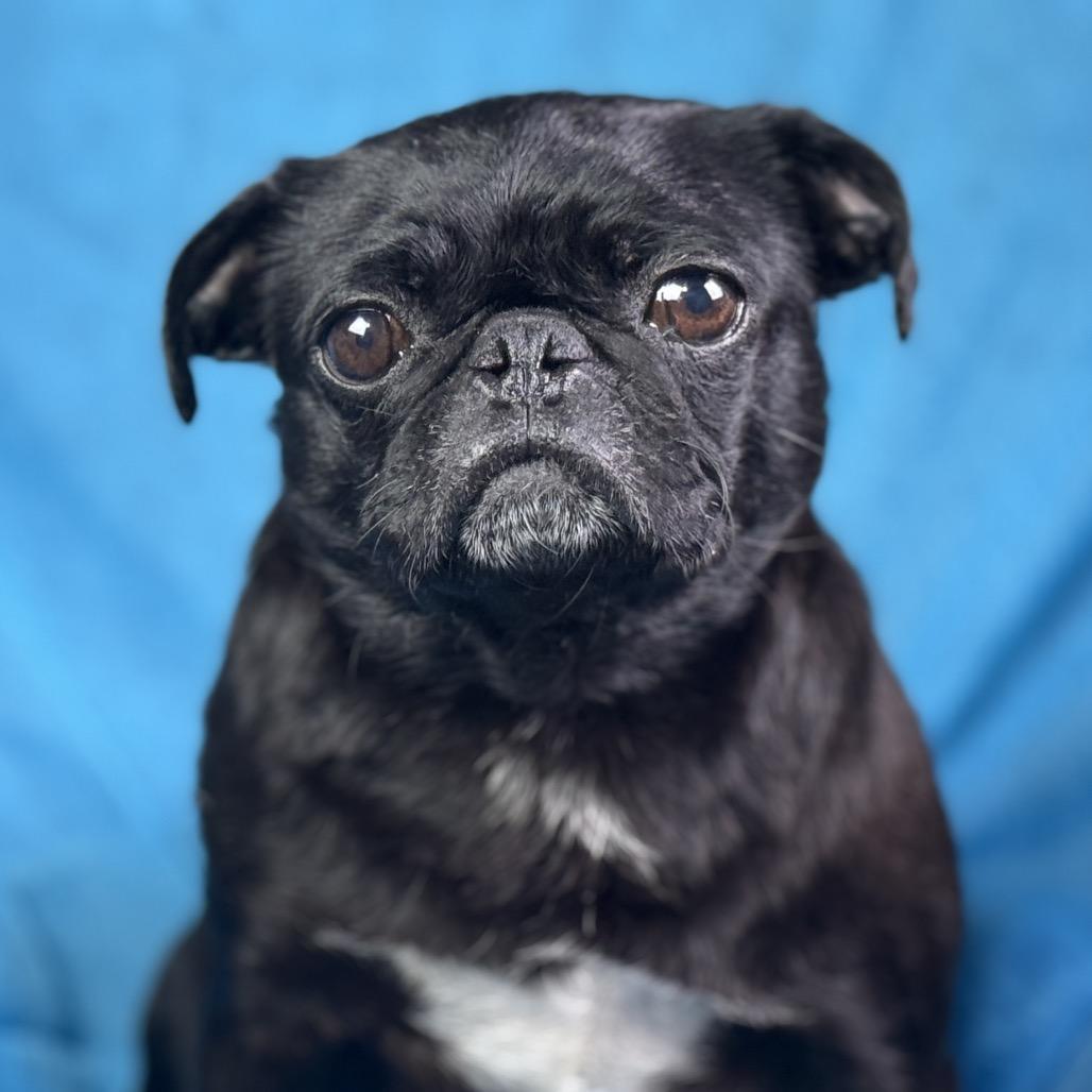 Eleanor: The Snorty, Grumpy‑Faced Sweetheart, Adoptable, Young Female Pug.