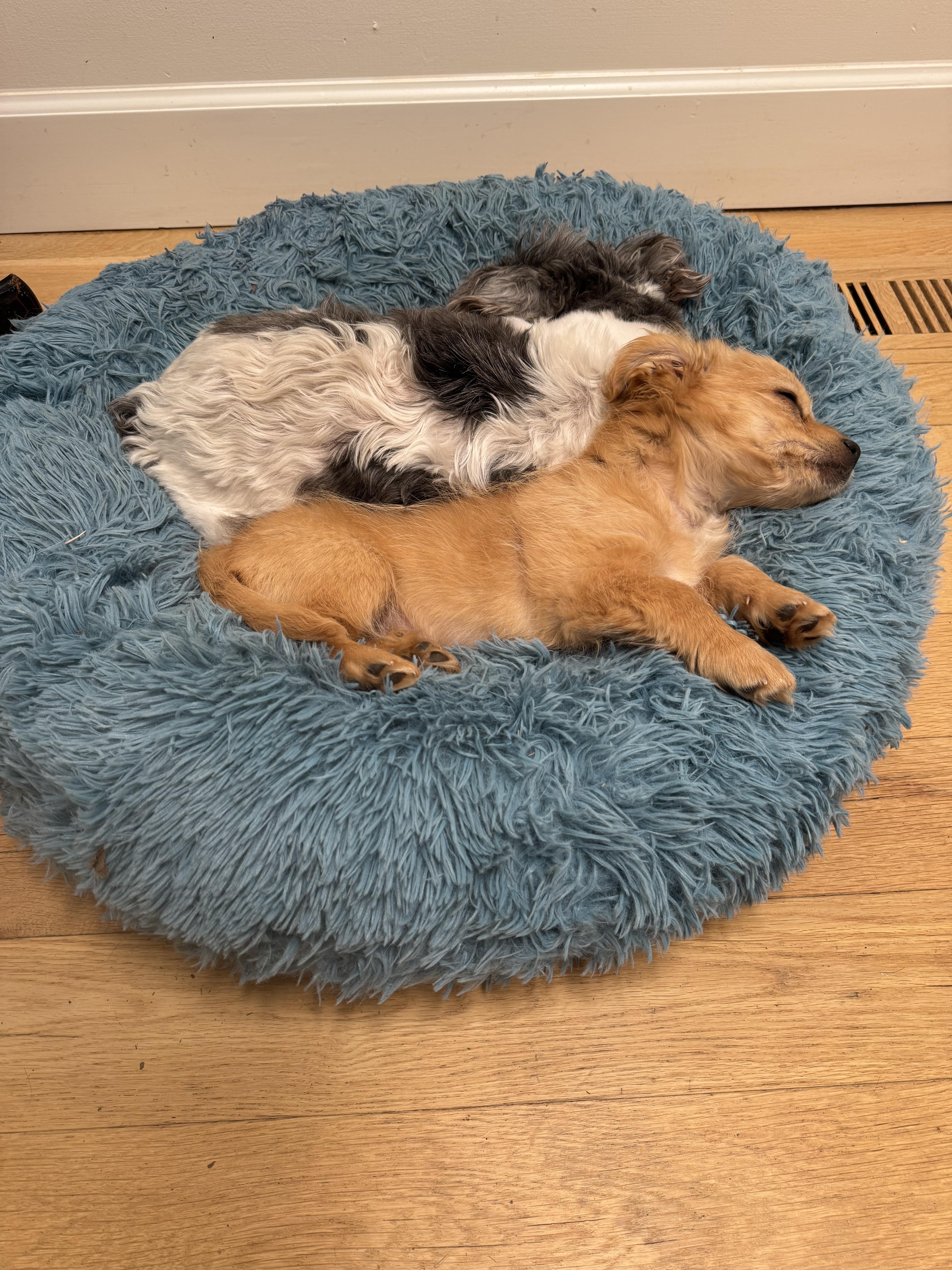 Enlarge Romeo, a Adoptable mixed breed in Monroe, NC image 2/5