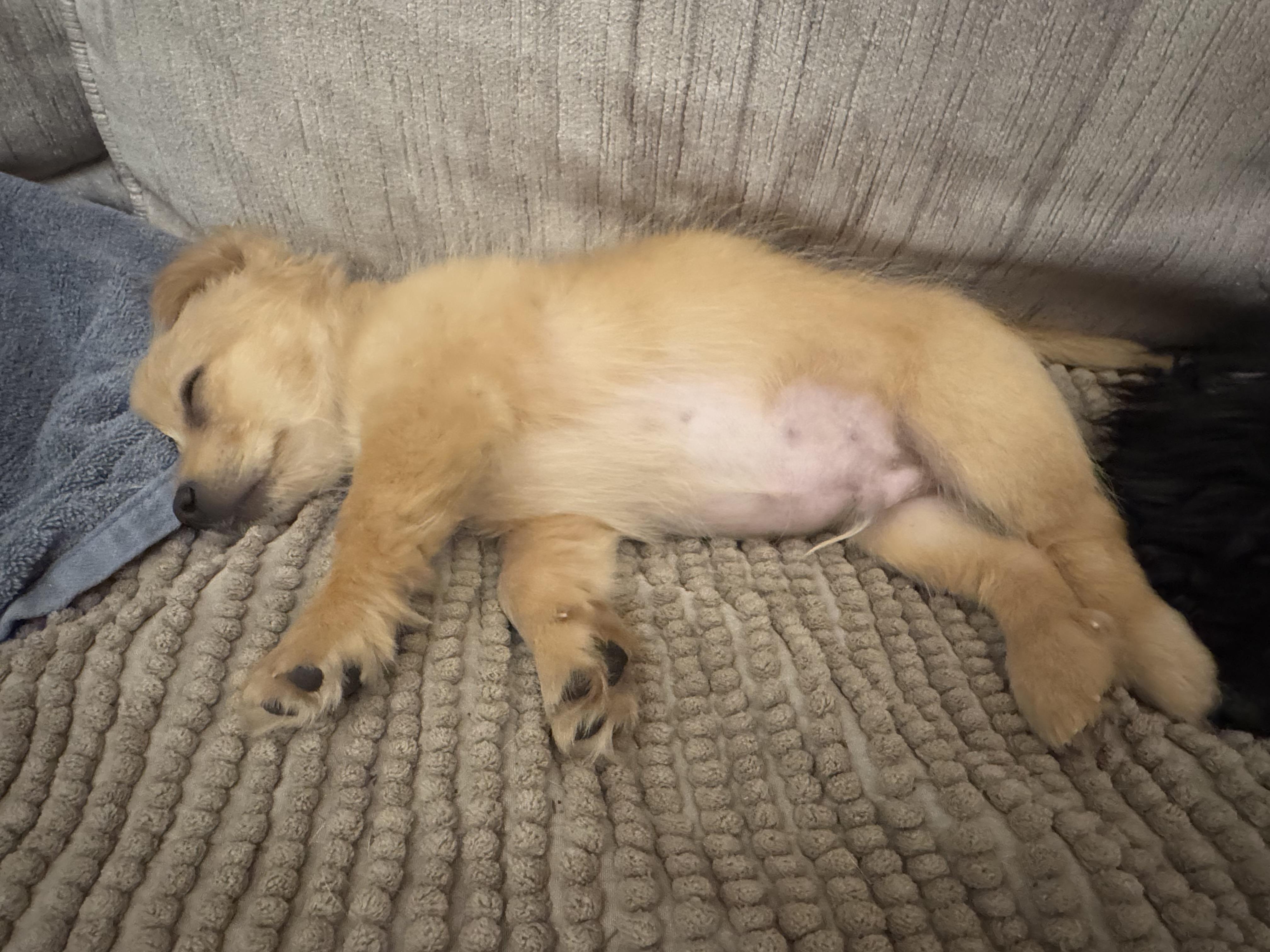 Enlarge Romeo, a Adoptable mixed breed in Monroe, NC image 3/5