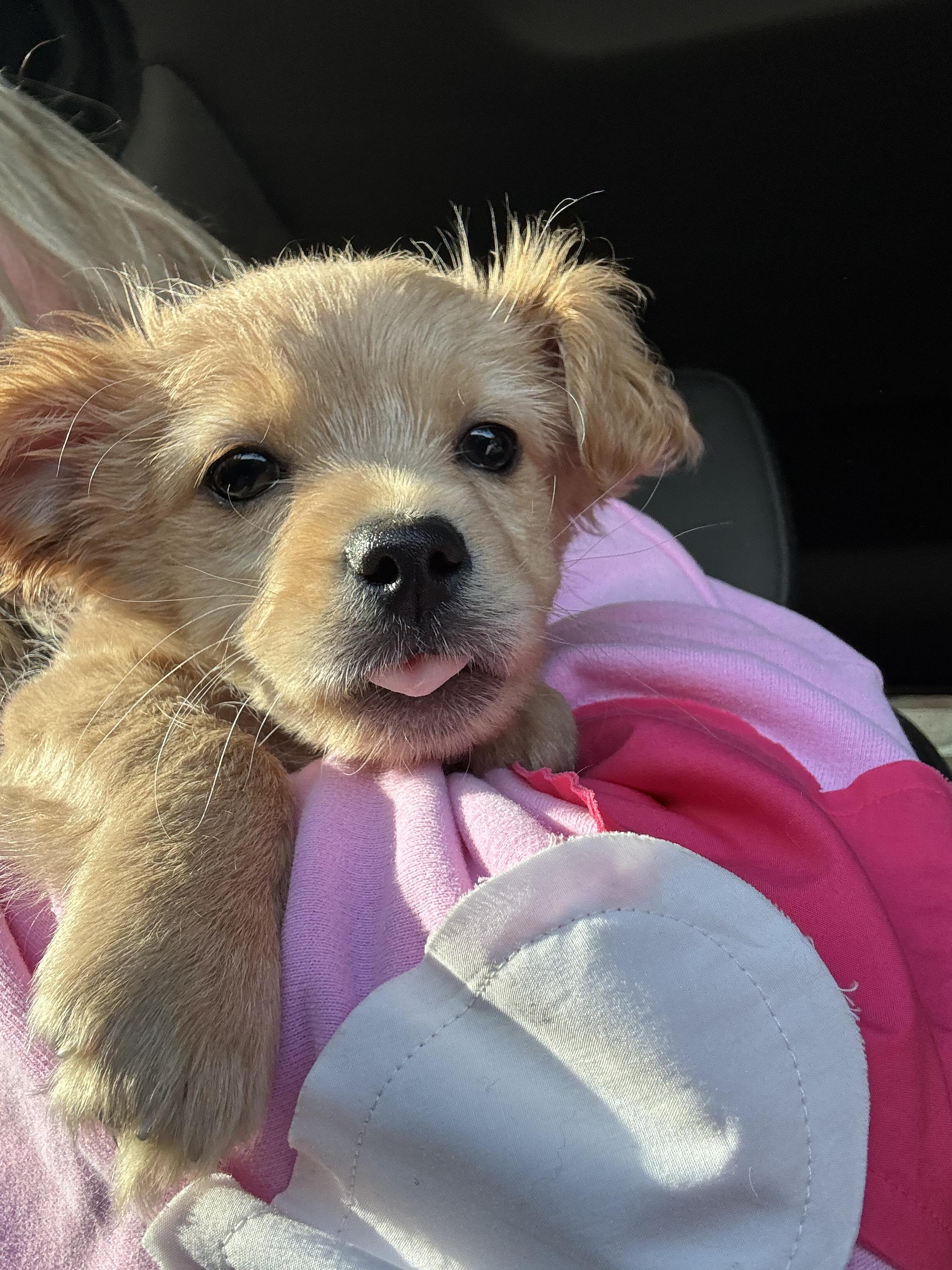 Enlarge Romeo, a Adoptable mixed breed in Monroe, NC image 4/5