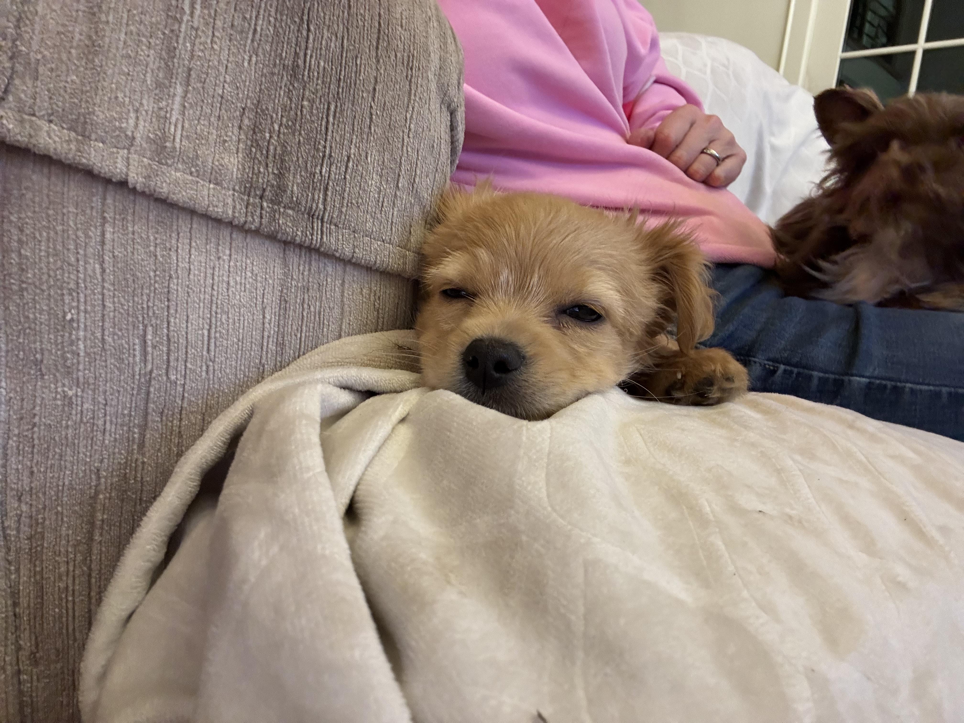 Enlarge Romeo, a Adoptable mixed breed in Monroe, NC image 5/5