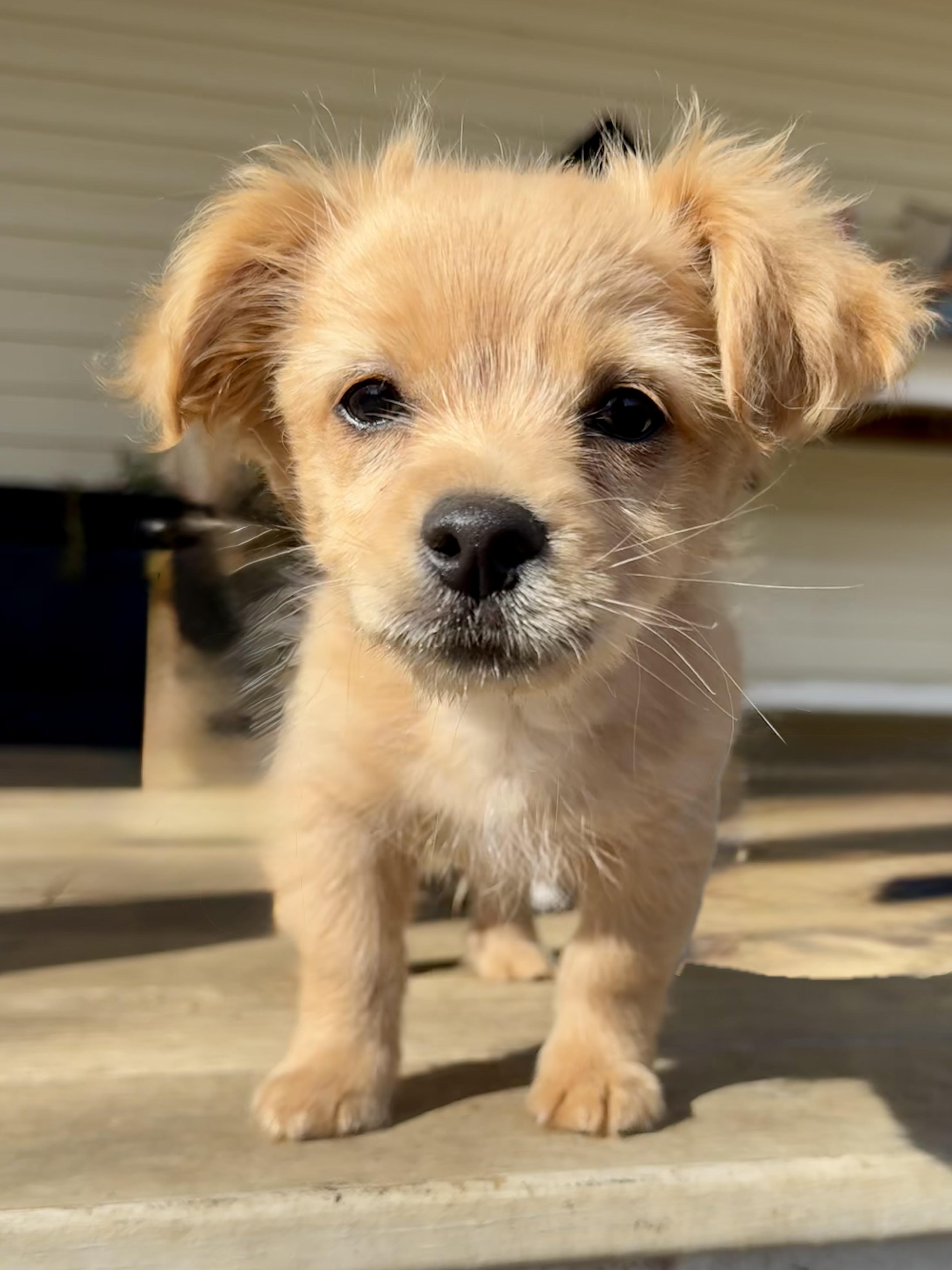 Romeo, Adoptable, Puppy Male Chihuahua.
