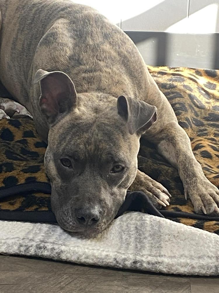 Enlarge Baby, a Adoptable Pit Bull Terrier in Logansport , IN image 1/3