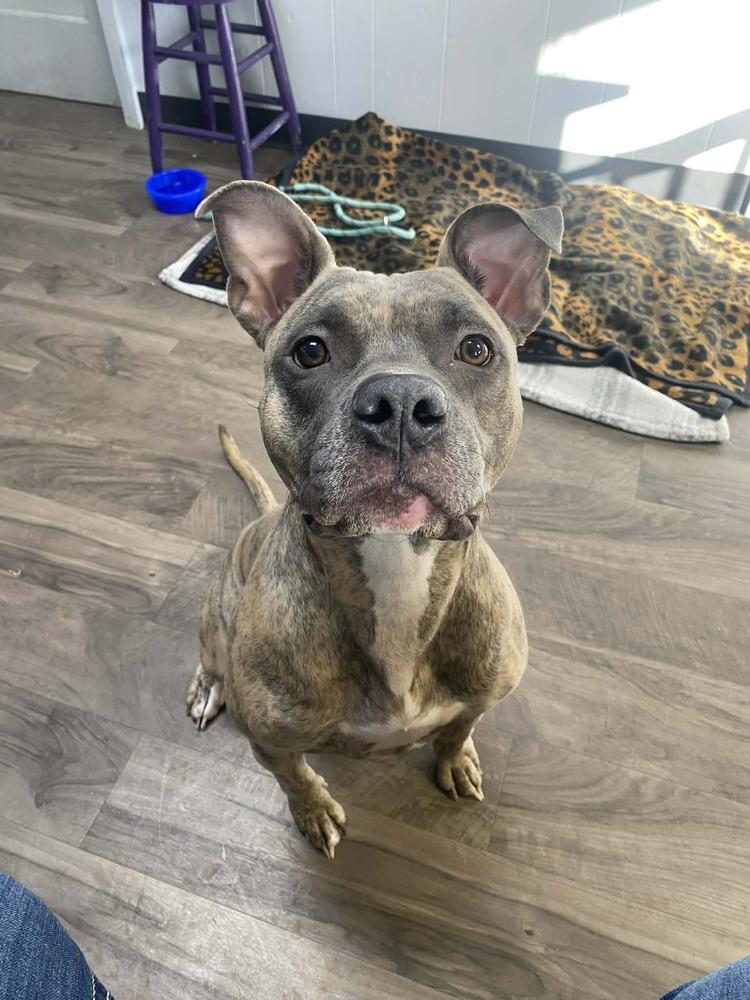 Enlarge Baby, a Adoptable Pit Bull Terrier in Logansport , IN image 2/3