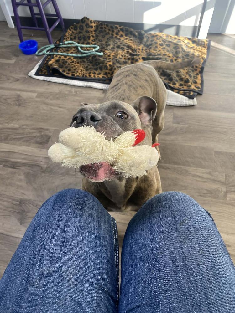 Enlarge Baby, a Adoptable Pit Bull Terrier in Logansport , IN image 3/3