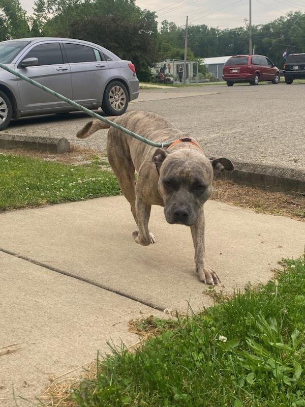 Baby, Adoptable, Adult Female Pit Bull Terrier.