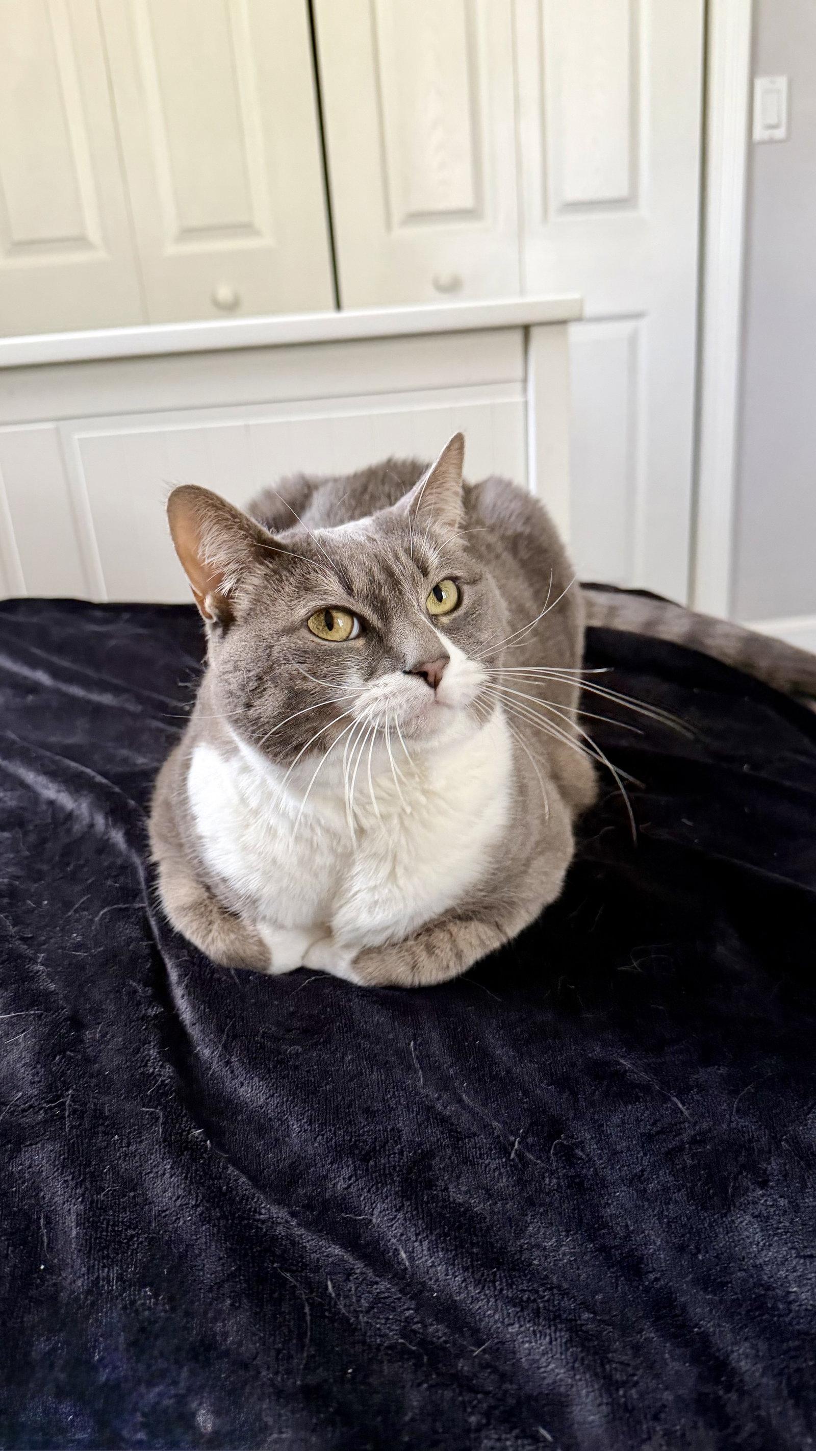 Sophia, a Adoptable Domestic Short Hair in East Derry, NH image 1/3