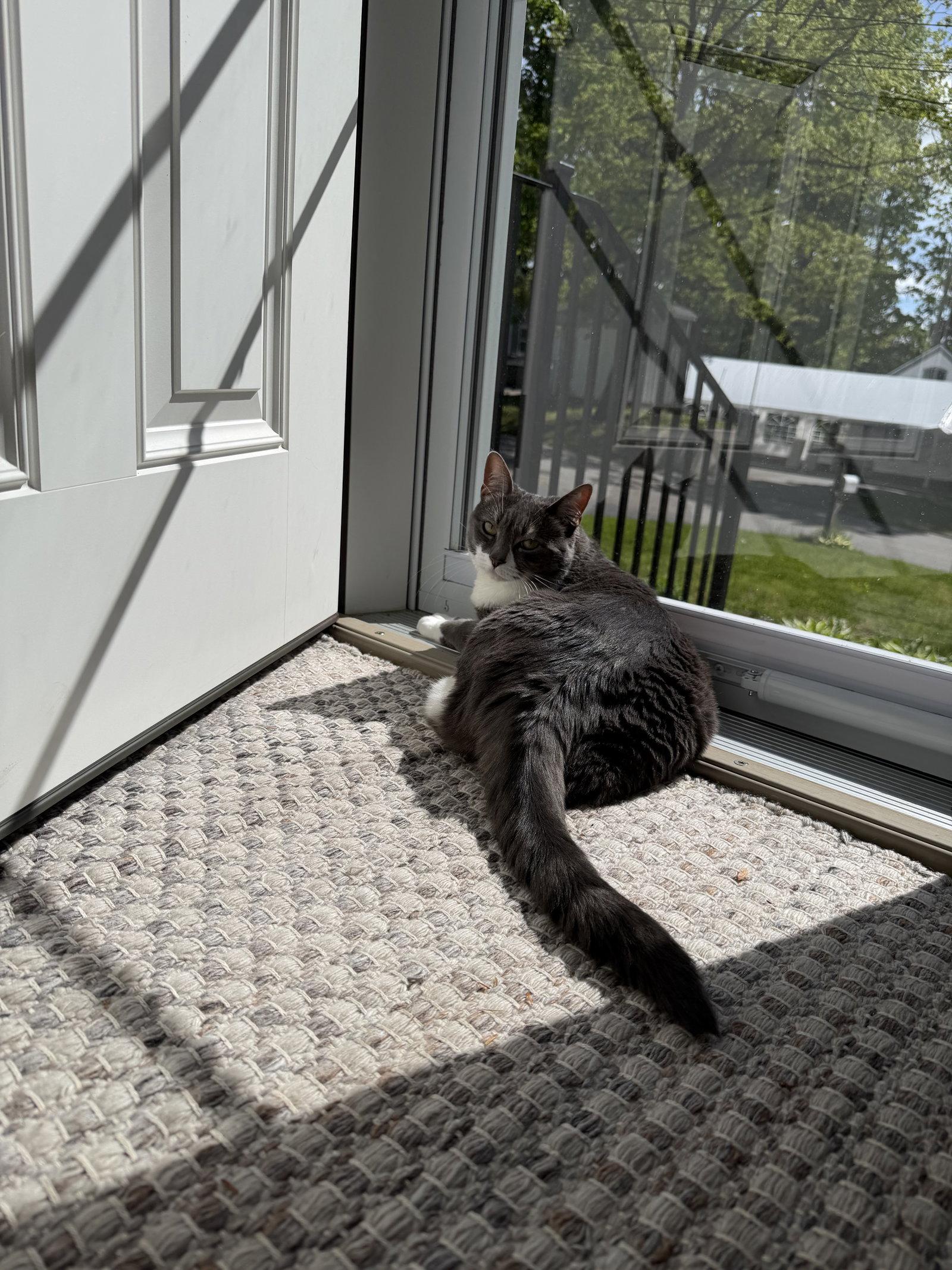 Enlarge Sophia, a Adoptable Domestic Short Hair in East Derry, NH image 2/3