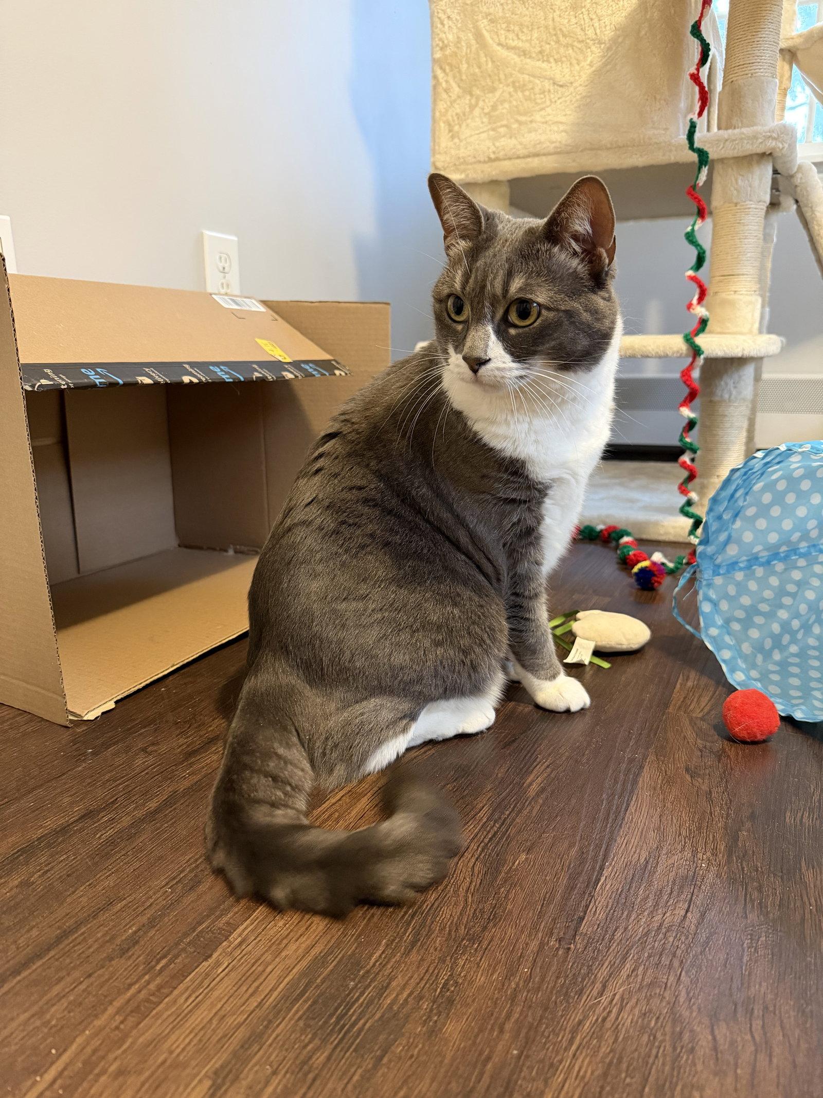 Sophia, Adoptable, Adult Female Domestic Short Hair.