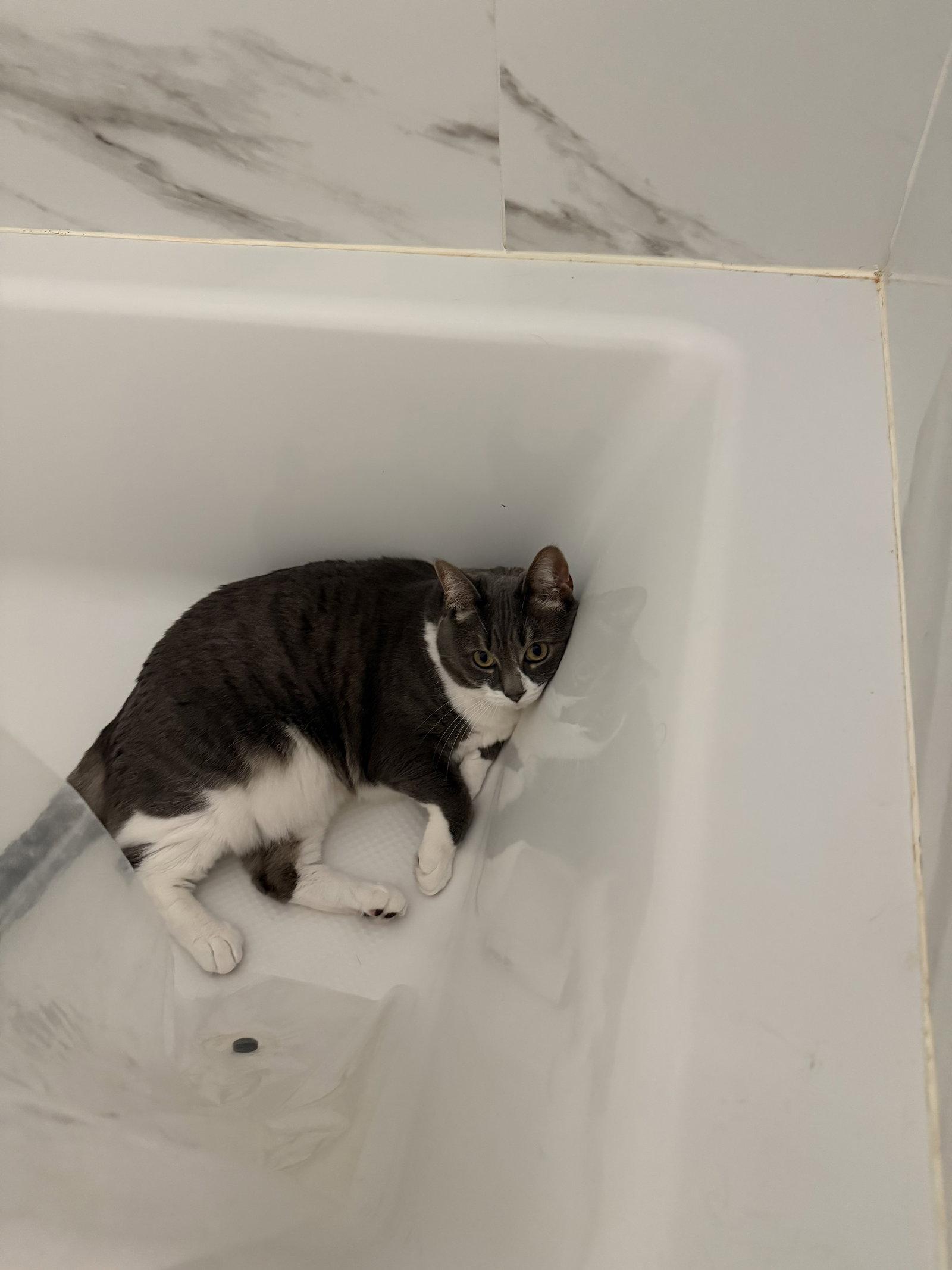 Sophia, a Adoptable Domestic Short Hair in East Derry, NH image 2/3