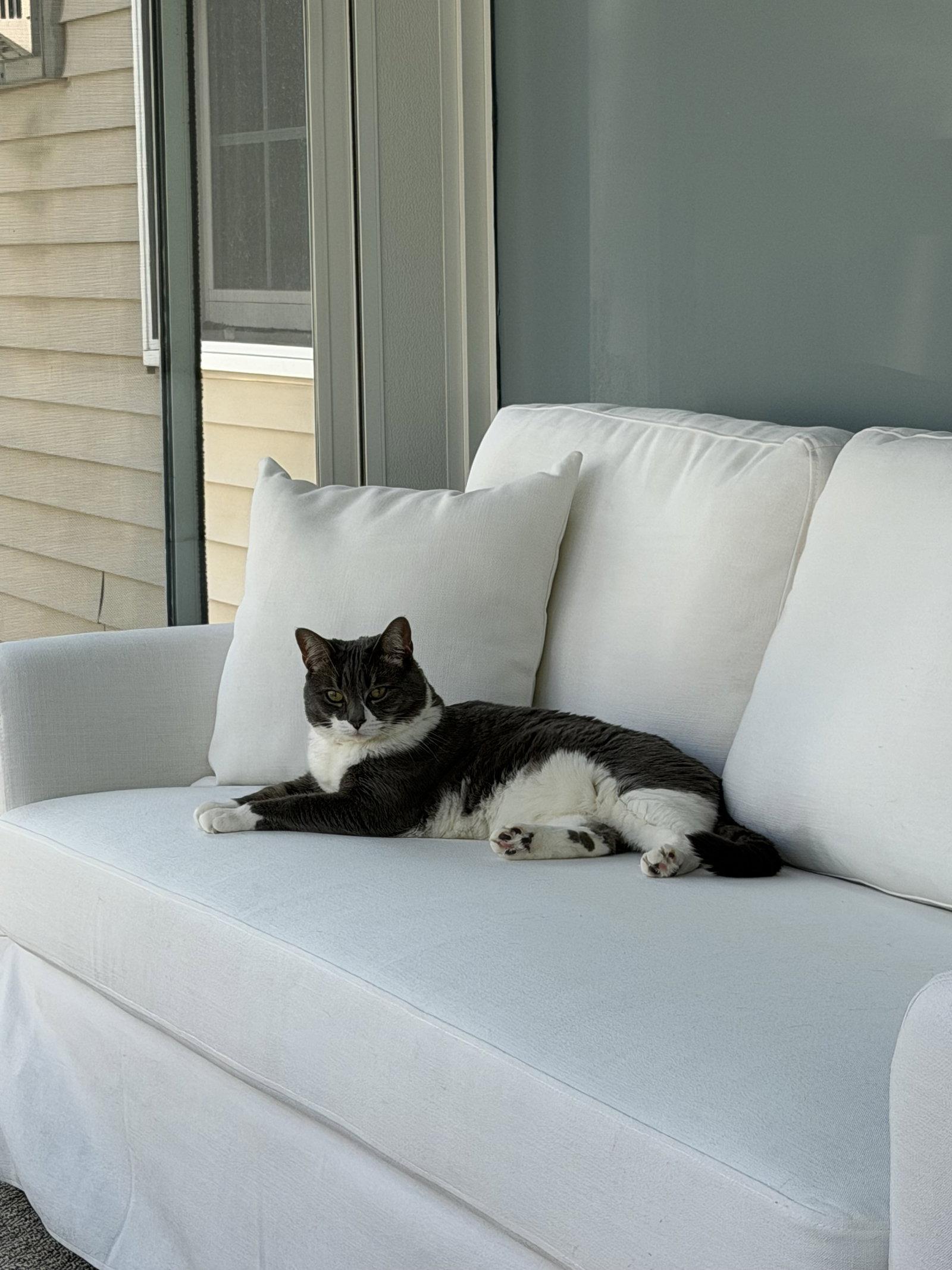Enlarge Sophia, a Adoptable Domestic Short Hair in East Derry, NH image 3/3