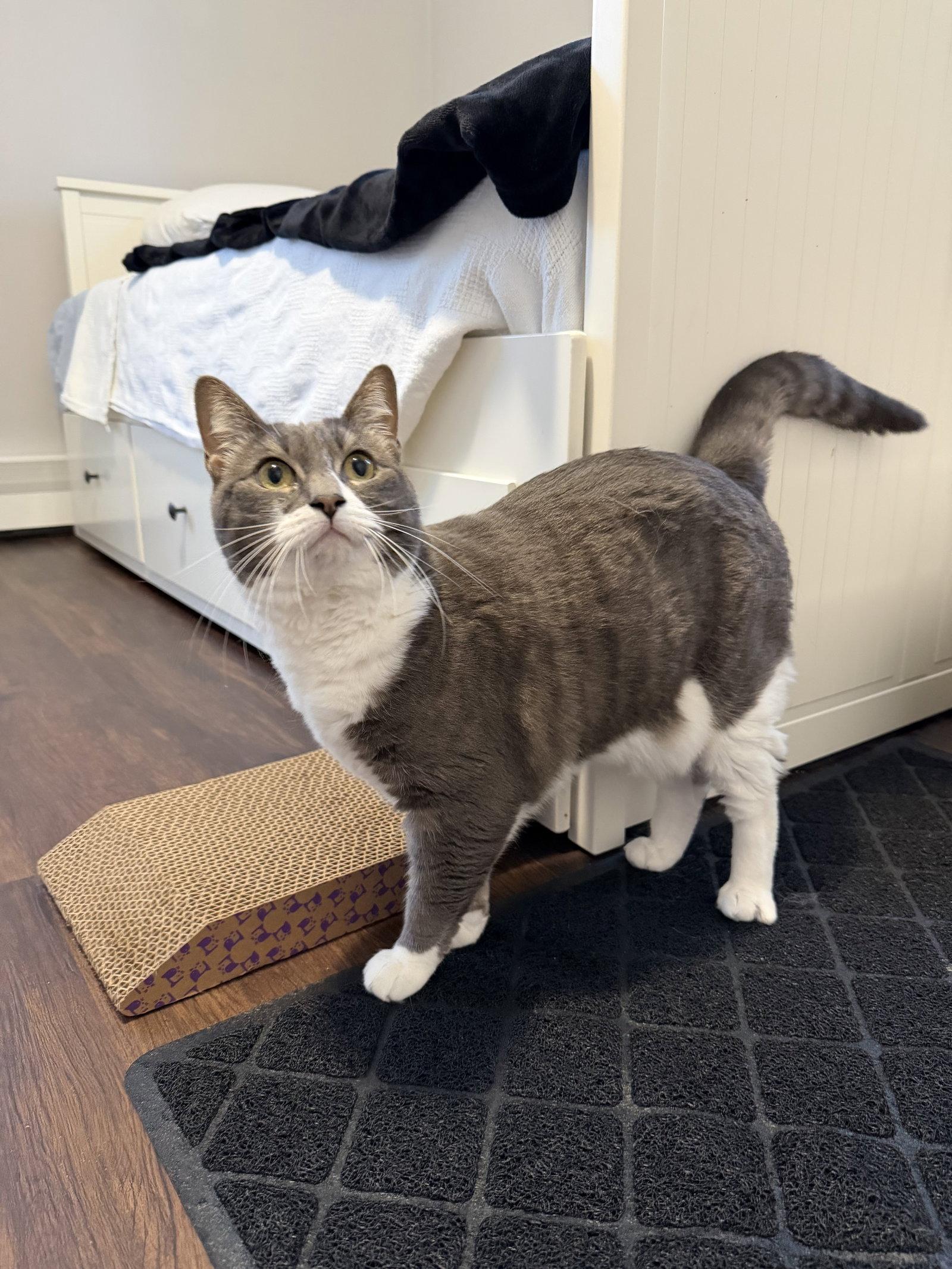 Enlarge Sophia, a Adoptable Domestic Short Hair in East Derry, NH image 2/3