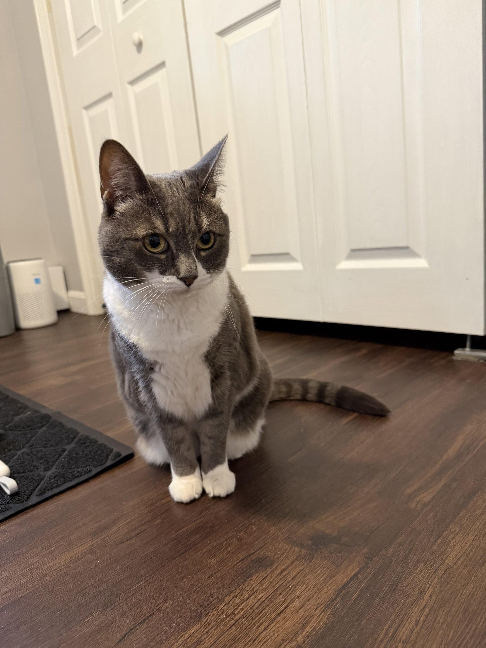 Enlarge Sophia, a Adoptable Domestic Short Hair in East Derry, NH image 3/3